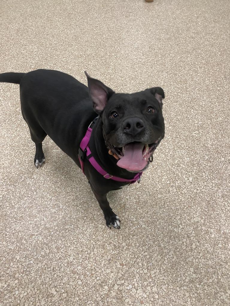 Enlarge Shadow, a Adoptable mixed breed in Utica, MI image 2/6