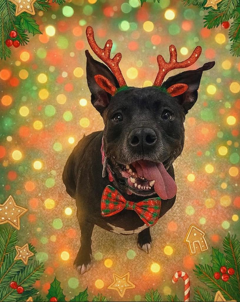 Enlarge Shadow, a Adoptable mixed breed in Utica, MI image 3/6