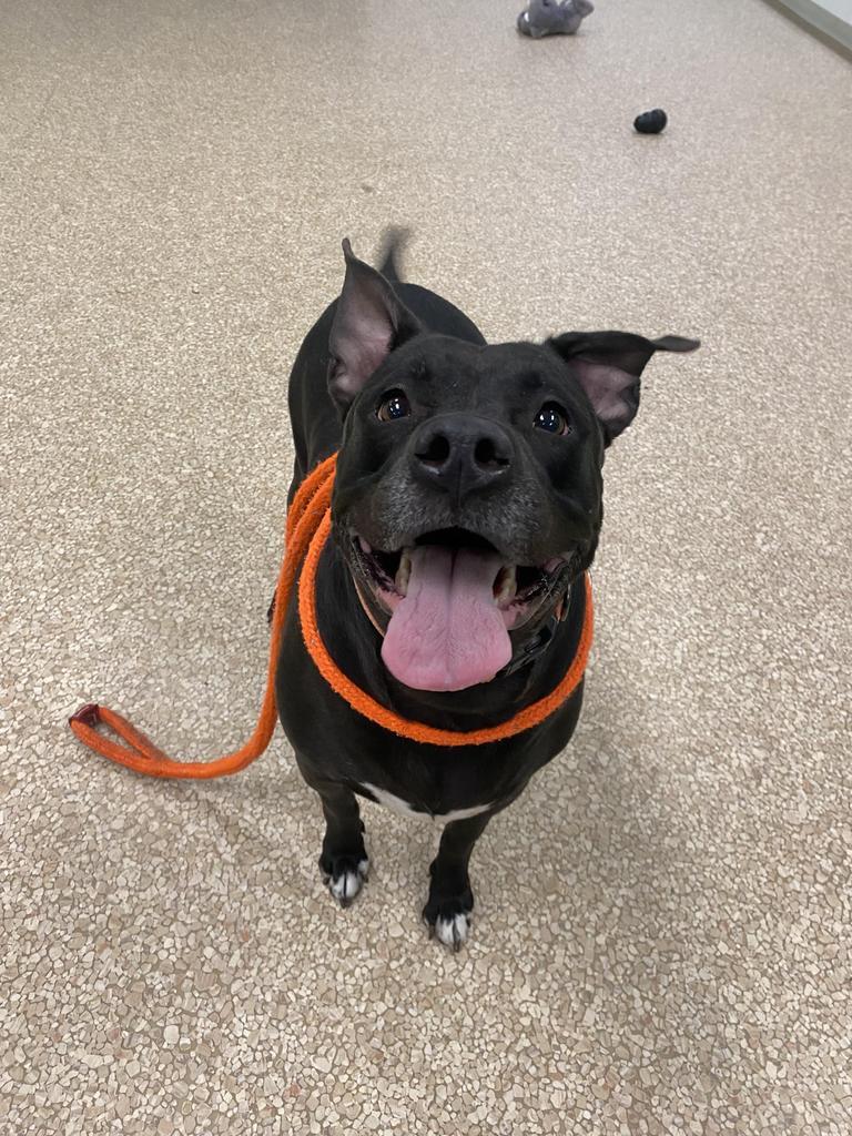 Shadow, a Adoptable mixed breed in Utica, MI image 4/5