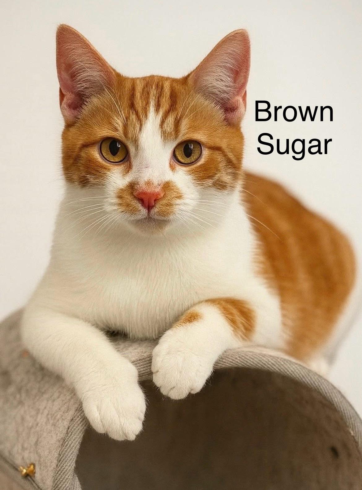 Brown Sugar, adopted, Kitten Male Domestic Short Hair.