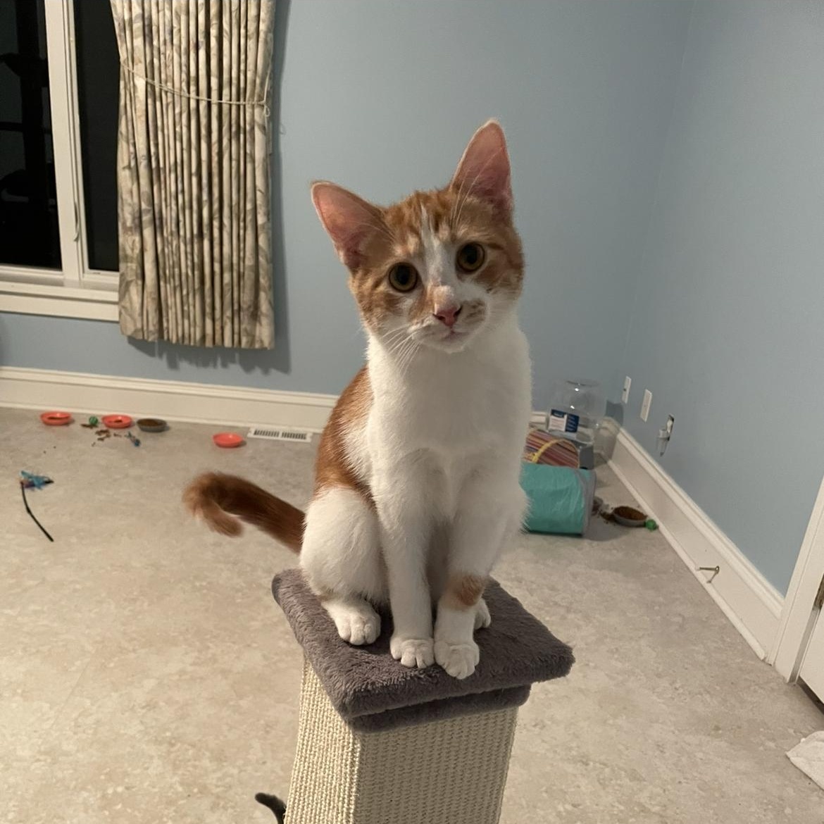 Enlarge Brown Sugar, an adopted Domestic Short Hair in Cincinnati , OH image 2/3