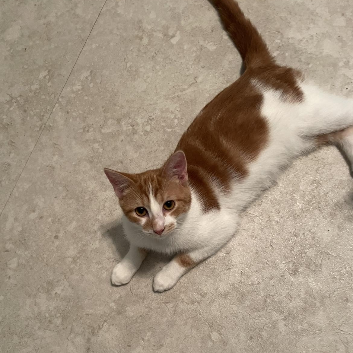 Enlarge Brown Sugar, an adopted Domestic Short Hair in Cincinnati , OH image 3/3