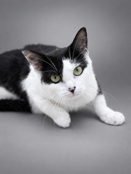 Penelope (Sponsored), Adoptable, Adult Female Domestic Medium Hair & Domestic Short Hair.