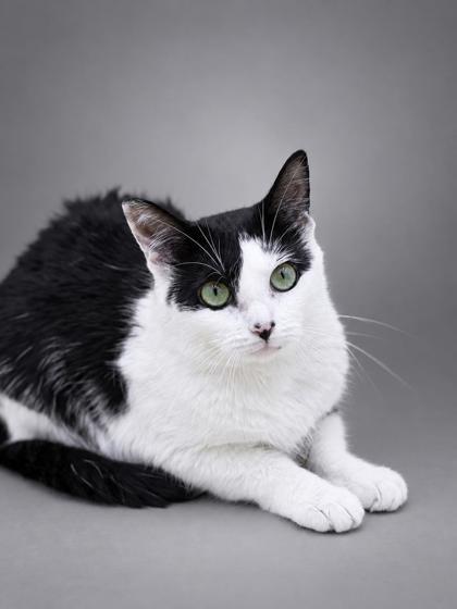Enlarge Penelope (Sponsored), a Adoptable mixed breed in Bowling Green, KY image 2/2
