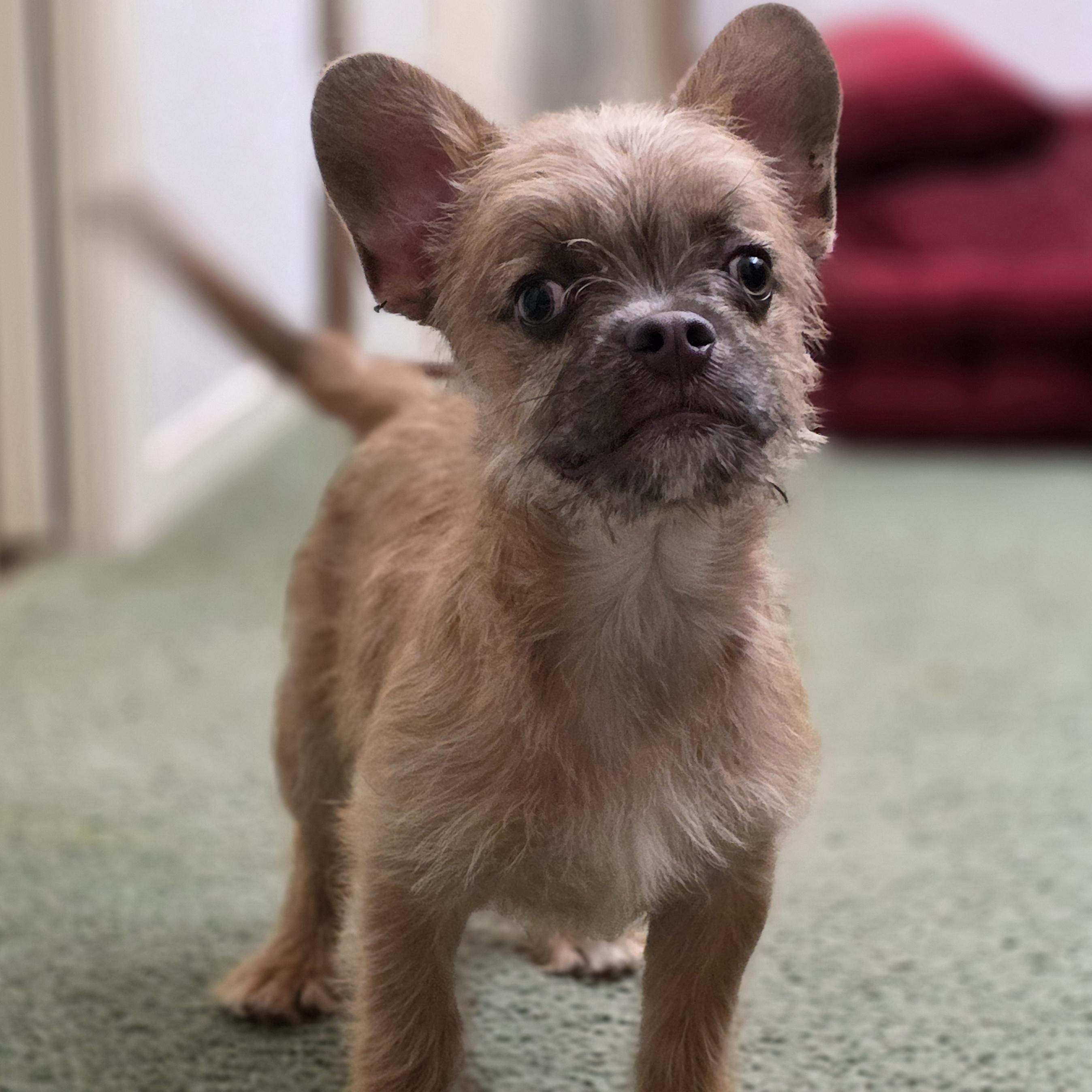 Enlarge Sir Pierre , a ADOPTABLE mixed breed in Clovis, CA image 2/6