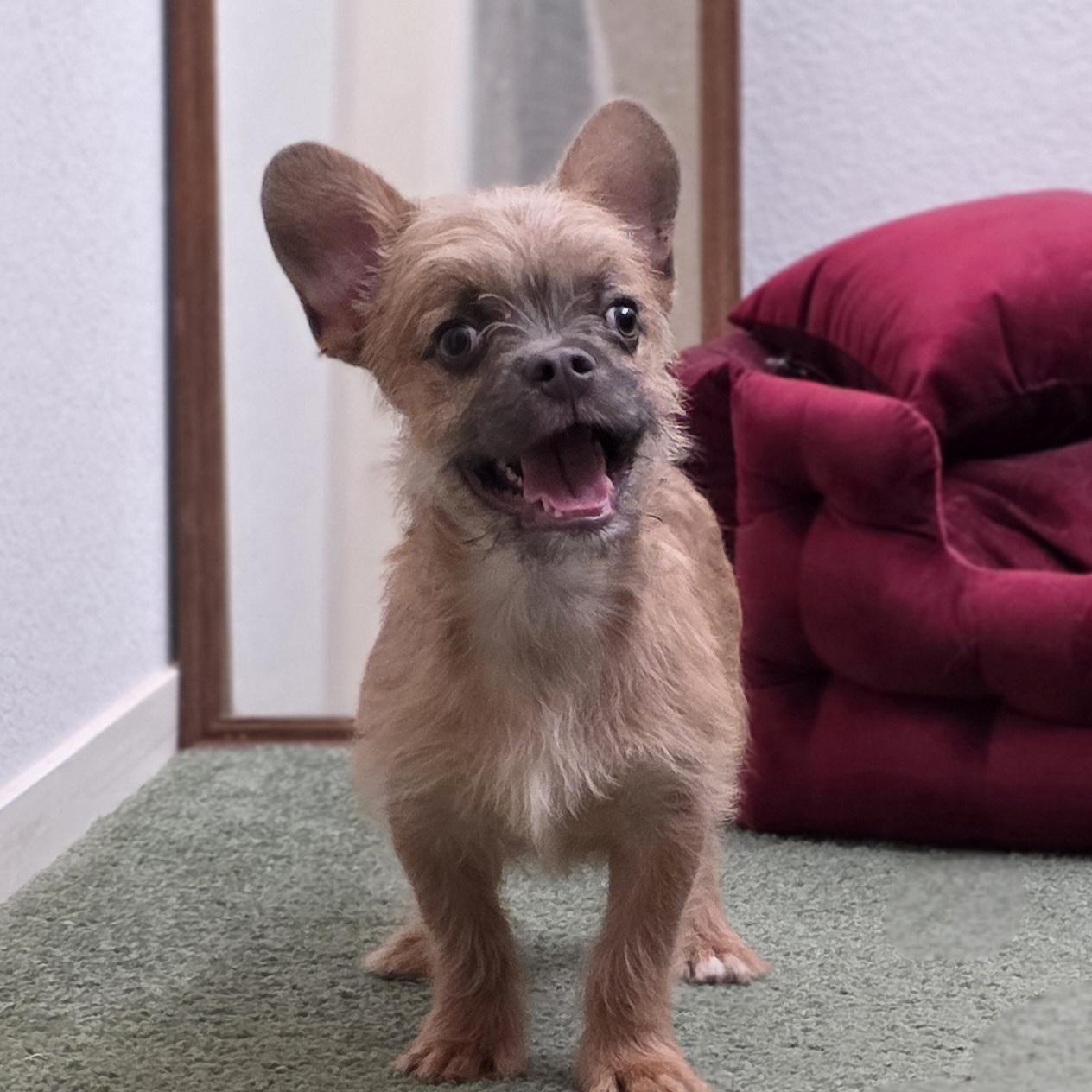 Enlarge Sir Pierre , a ADOPTABLE mixed breed in Clovis, CA image 5/6