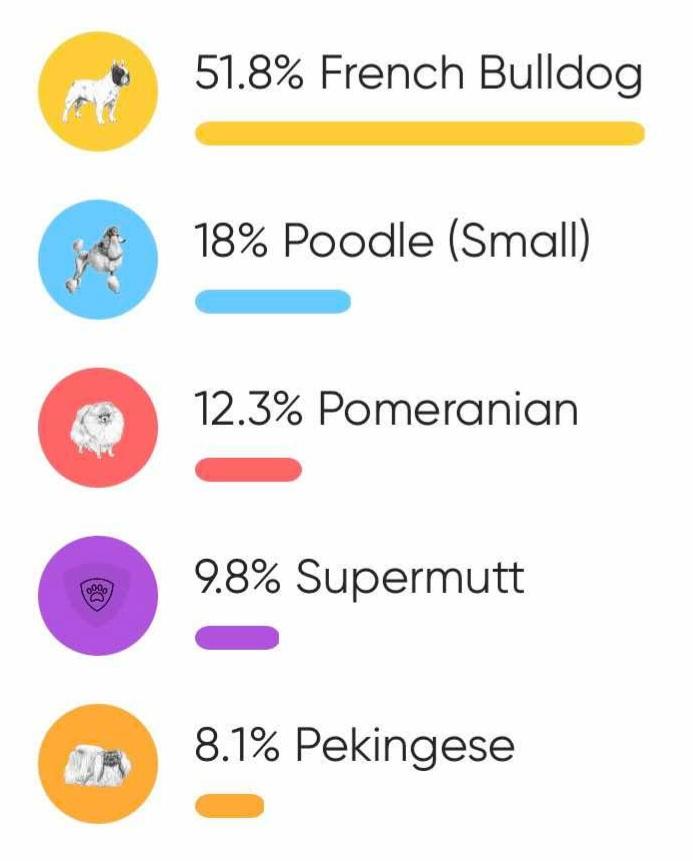 Enlarge Sir Pierre , a ADOPTABLE mixed breed in Clovis, CA image 6/6