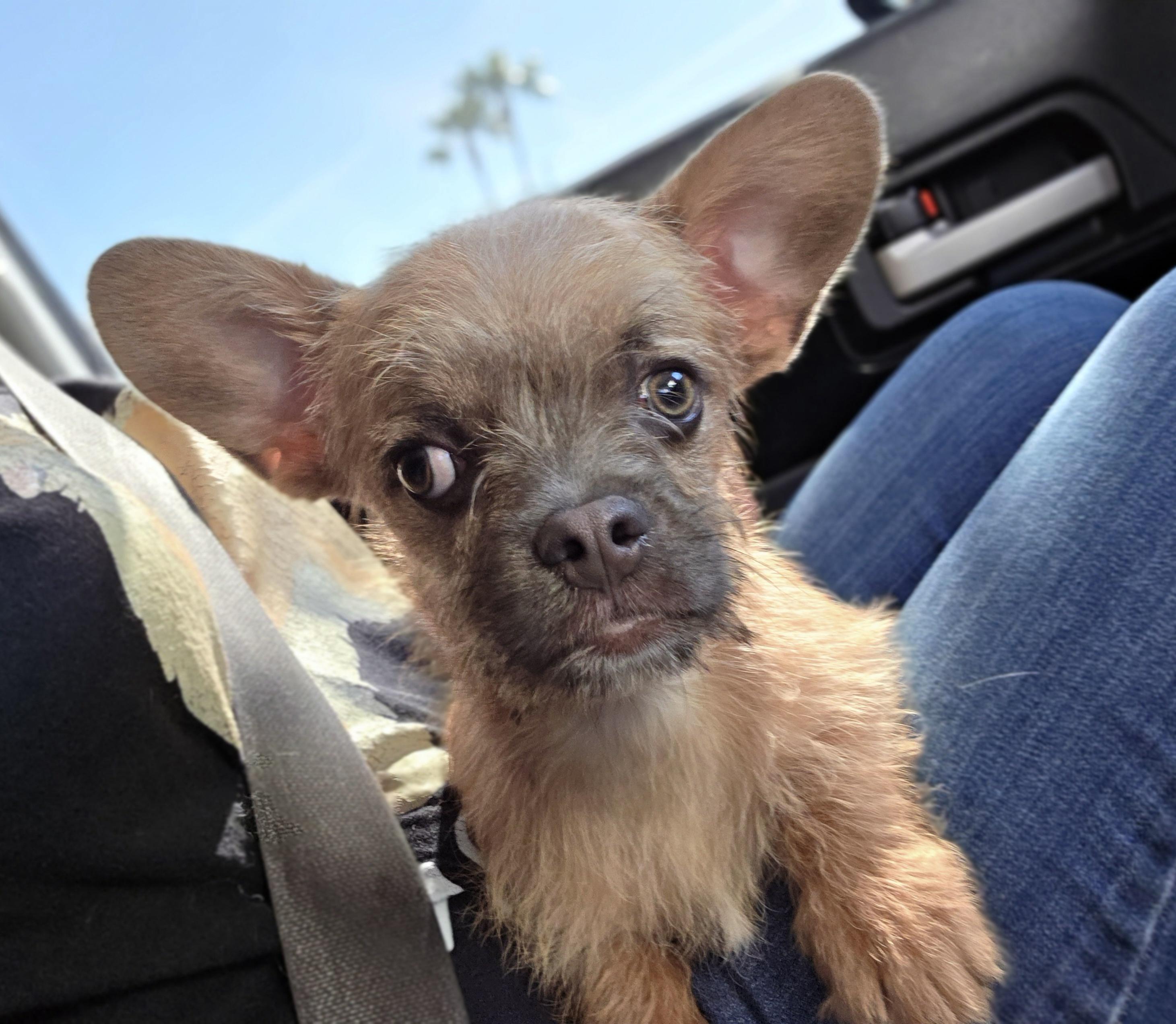 Enlarge Sir Pierre , a ADOPTABLE mixed breed in Clovis, CA image 3/6