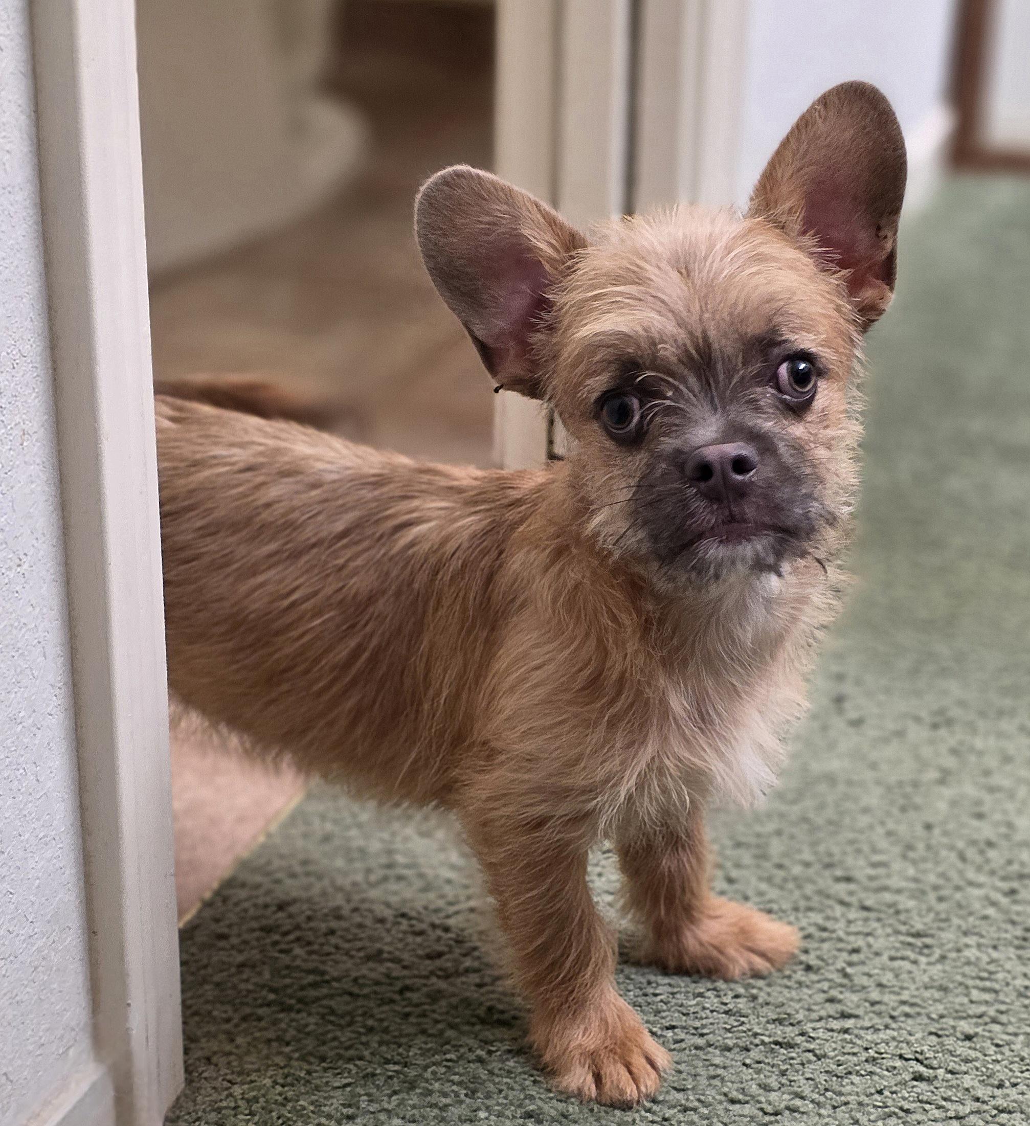 Sir Pierre , ADOPTABLE, Puppy Male French Bulldog.