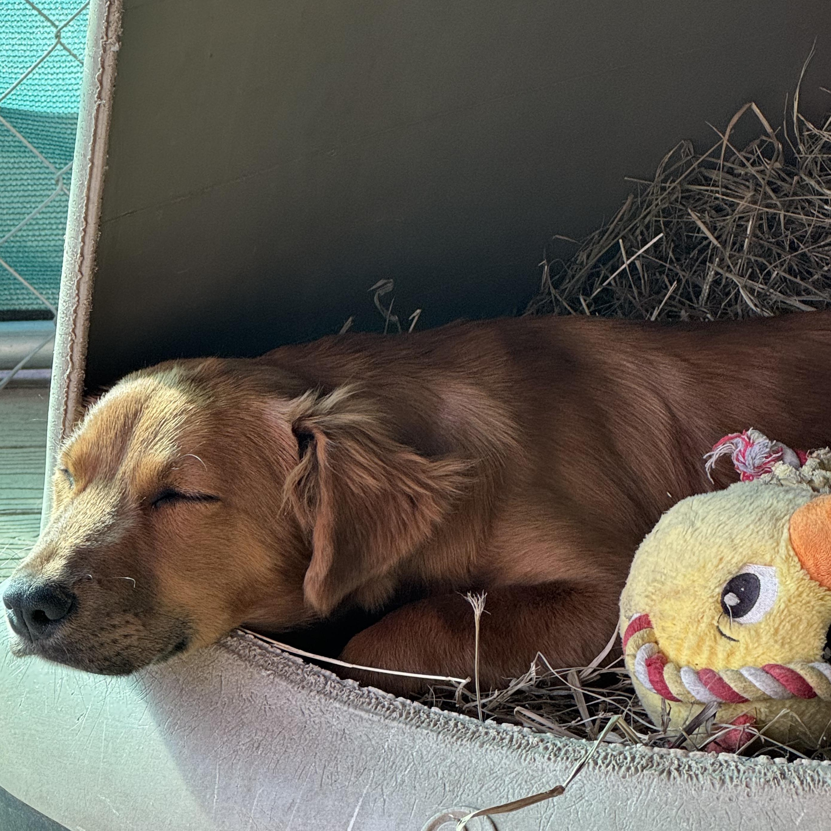 Enlarge Fern, a ADOPTABLE Mixed Breed in Danville, VT image 6/6