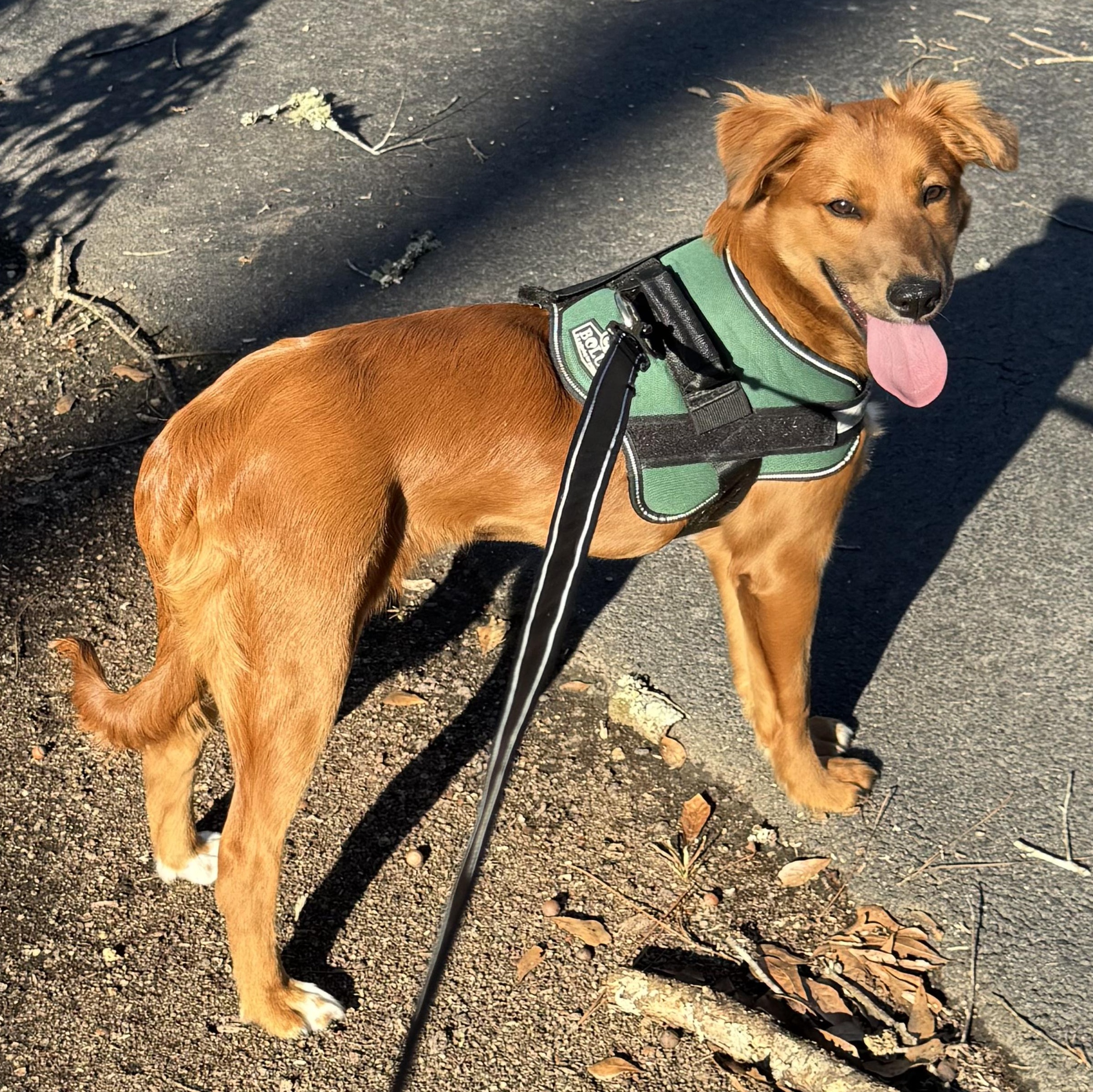 Enlarge Fern, a ADOPTABLE Mixed Breed in Danville, VT image 4/6