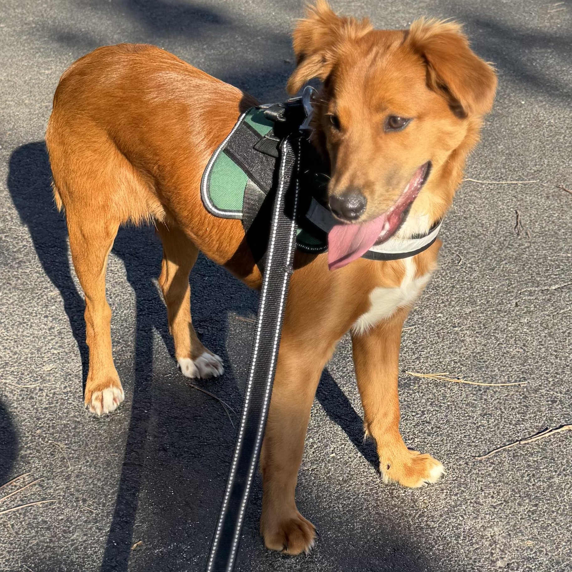 Enlarge Fern, a ADOPTABLE Mixed Breed in Danville, VT image 3/6