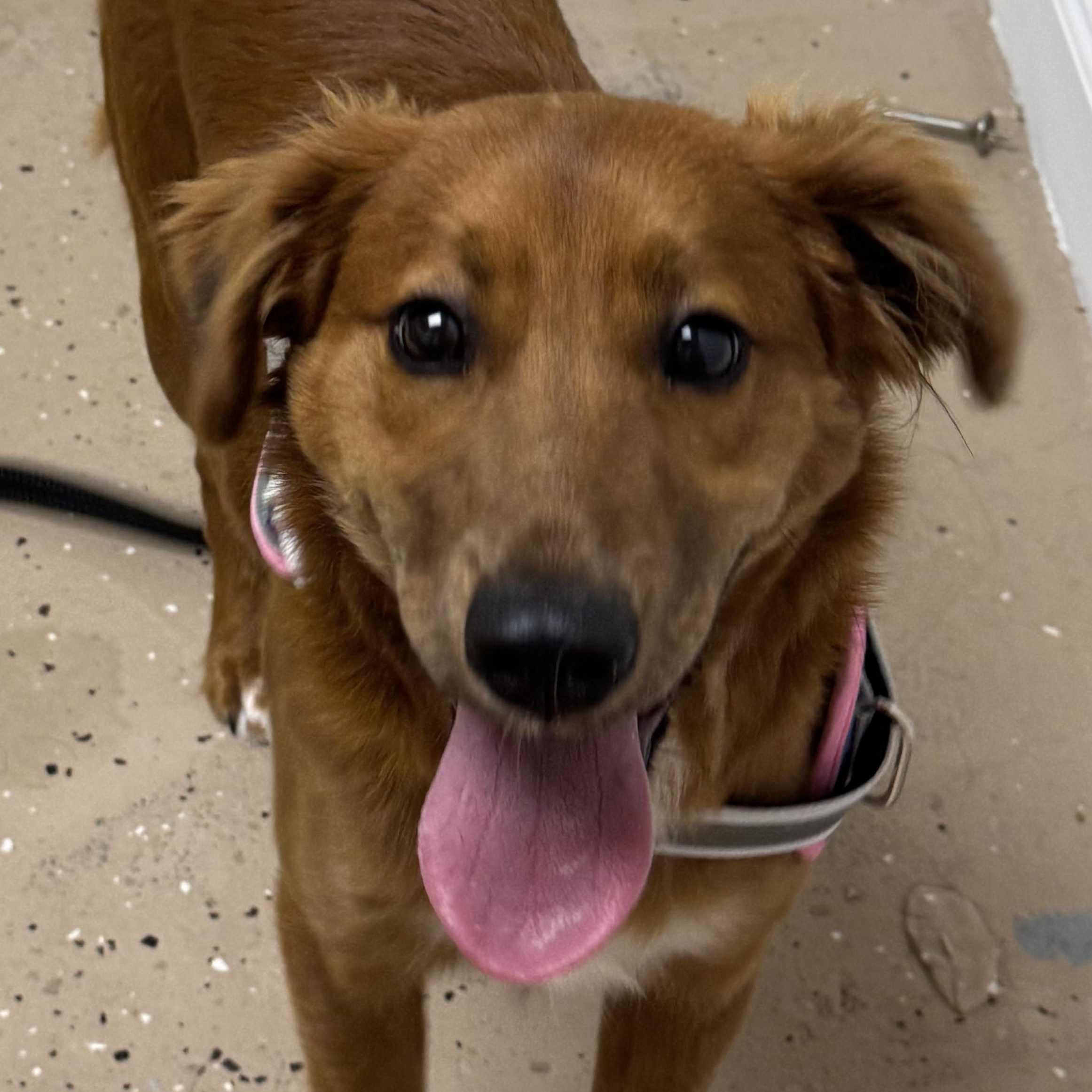 Enlarge Fern, a ADOPTABLE Mixed Breed in Danville, VT image 1/6