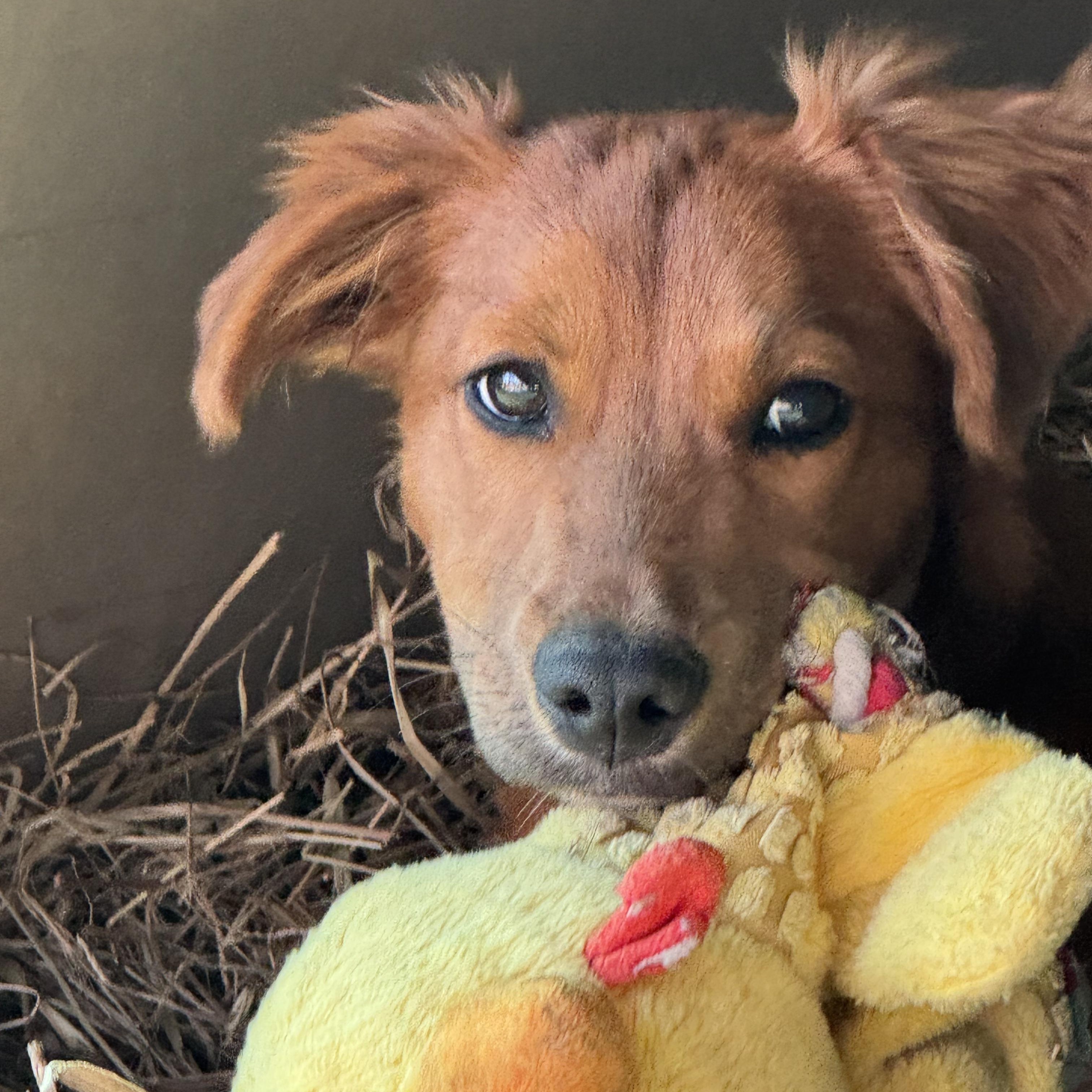 Enlarge Fern, a ADOPTABLE Mixed Breed in Danville, VT image 2/6
