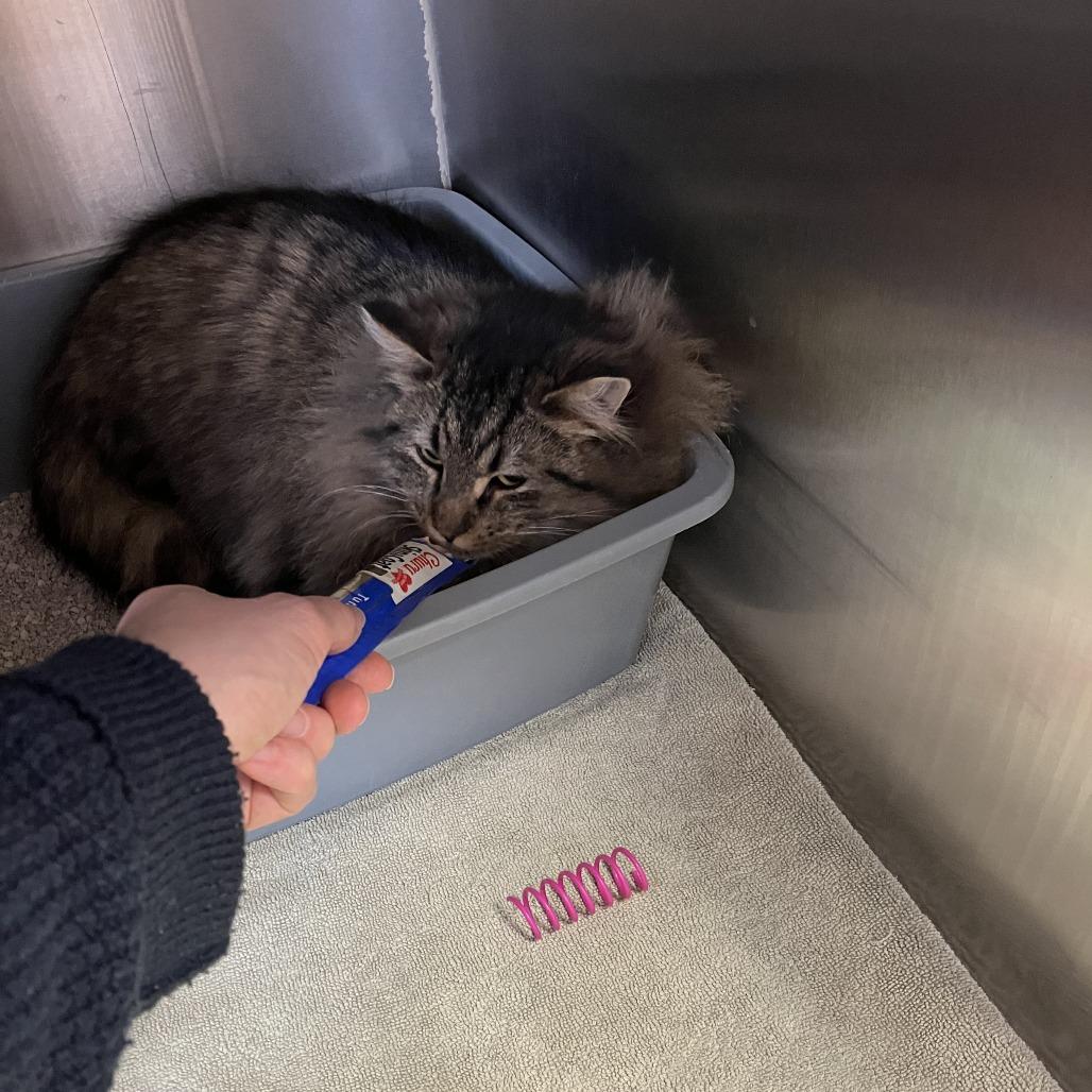 Enlarge Denver, a Adoptable Domestic Long Hair in Burlington, ON image 1/4