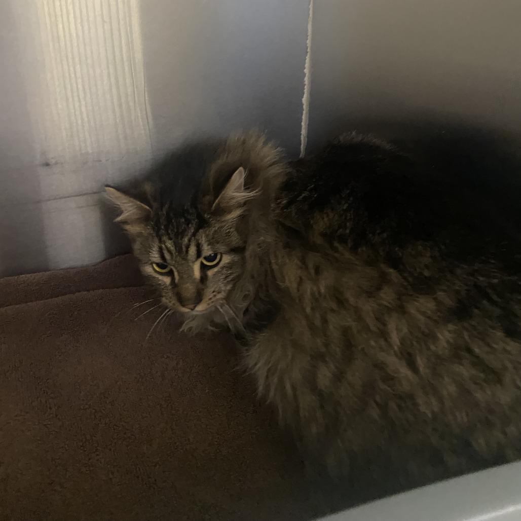 Enlarge Denver, a Adoptable Domestic Long Hair in Burlington, ON image 2/4