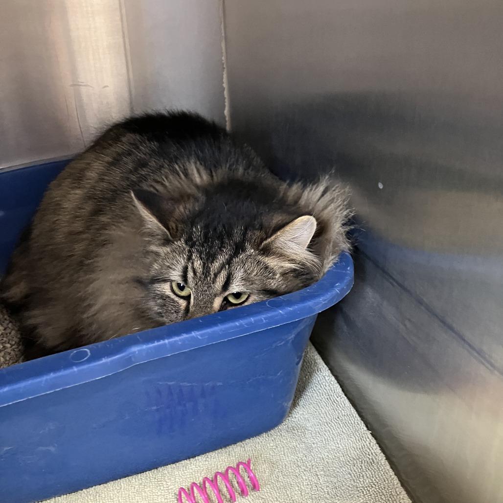 Enlarge Denver, a Adoptable Domestic Long Hair in Burlington, ON image 3/4