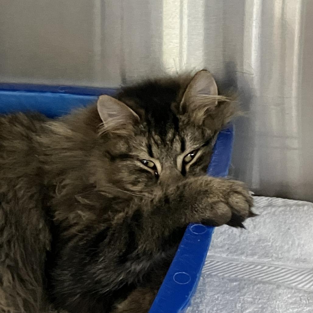 Enlarge Denver, a Adoptable Domestic Long Hair in Burlington, ON image 4/4