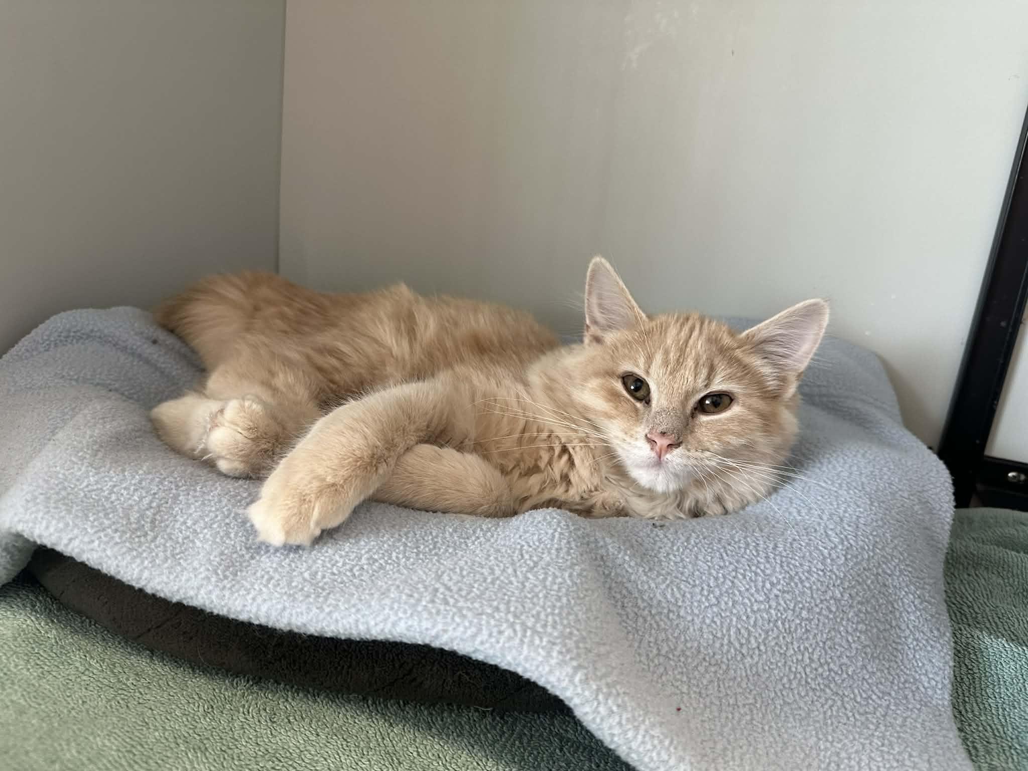 Tater tot, Adoptable, Young Male Tabby.