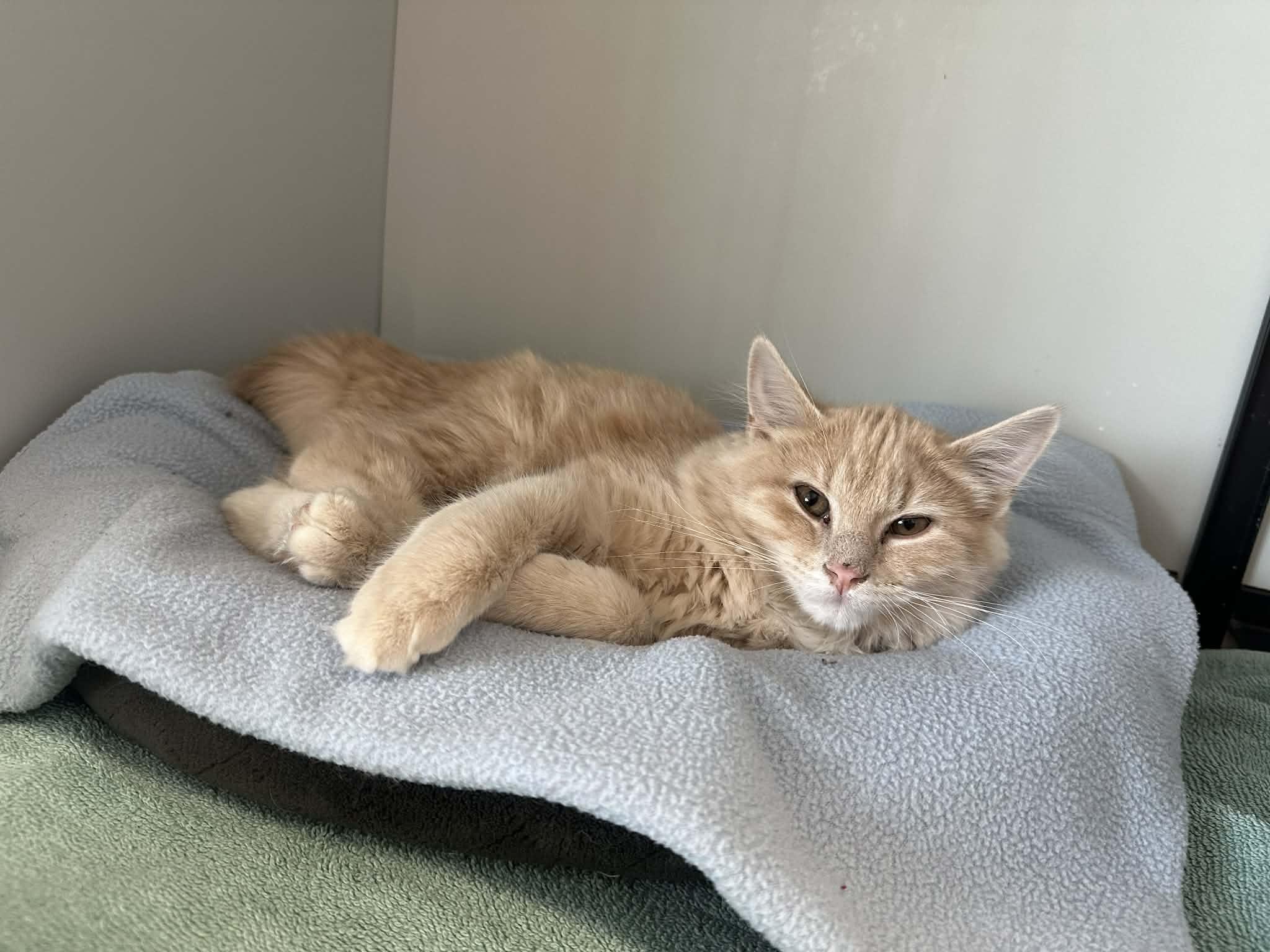 Enlarge Tater tot, a Adoptable Tabby in Mauston, WI image 3/3