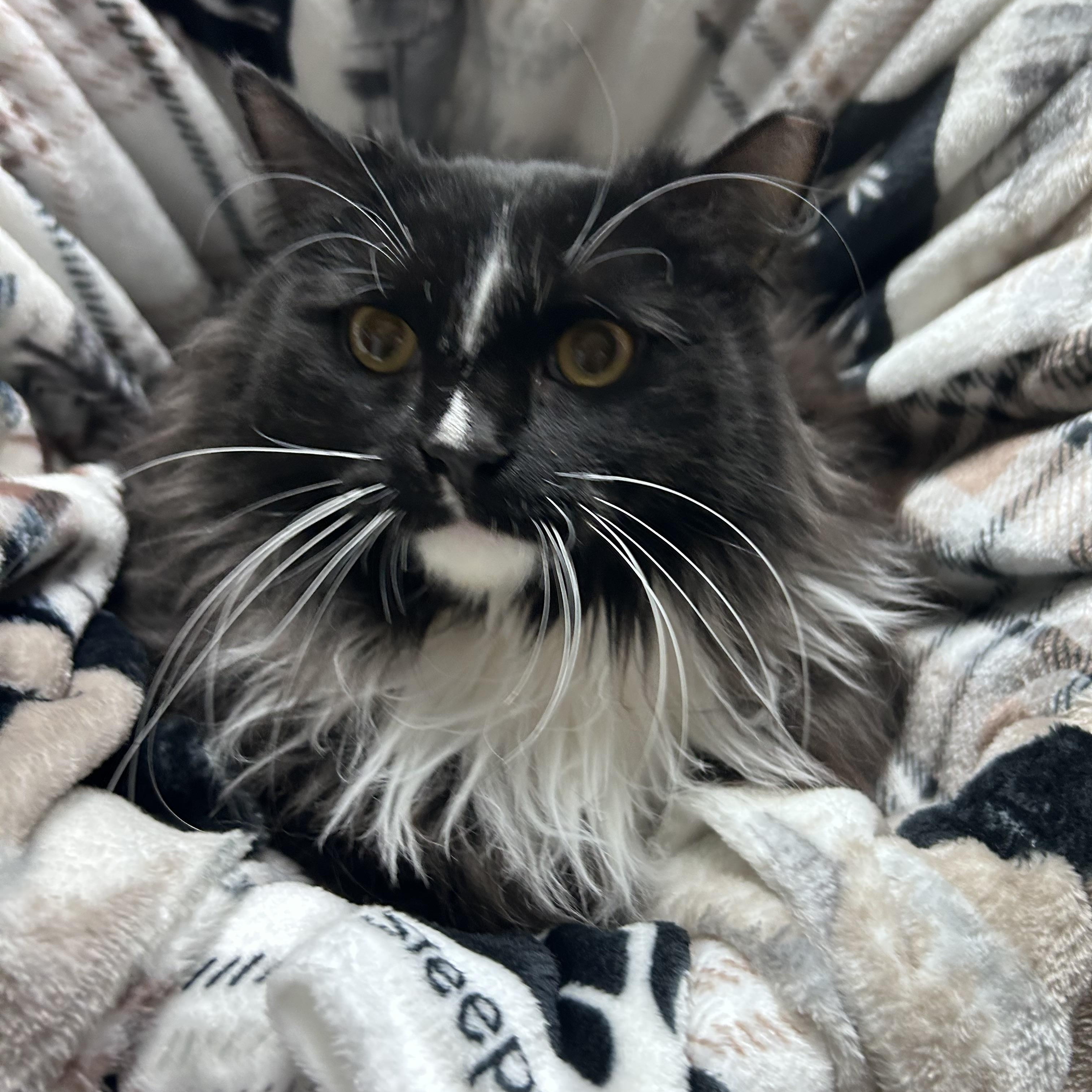 Lightning, adoptable, Young Female Domestic Long Hair & Maine Coon.