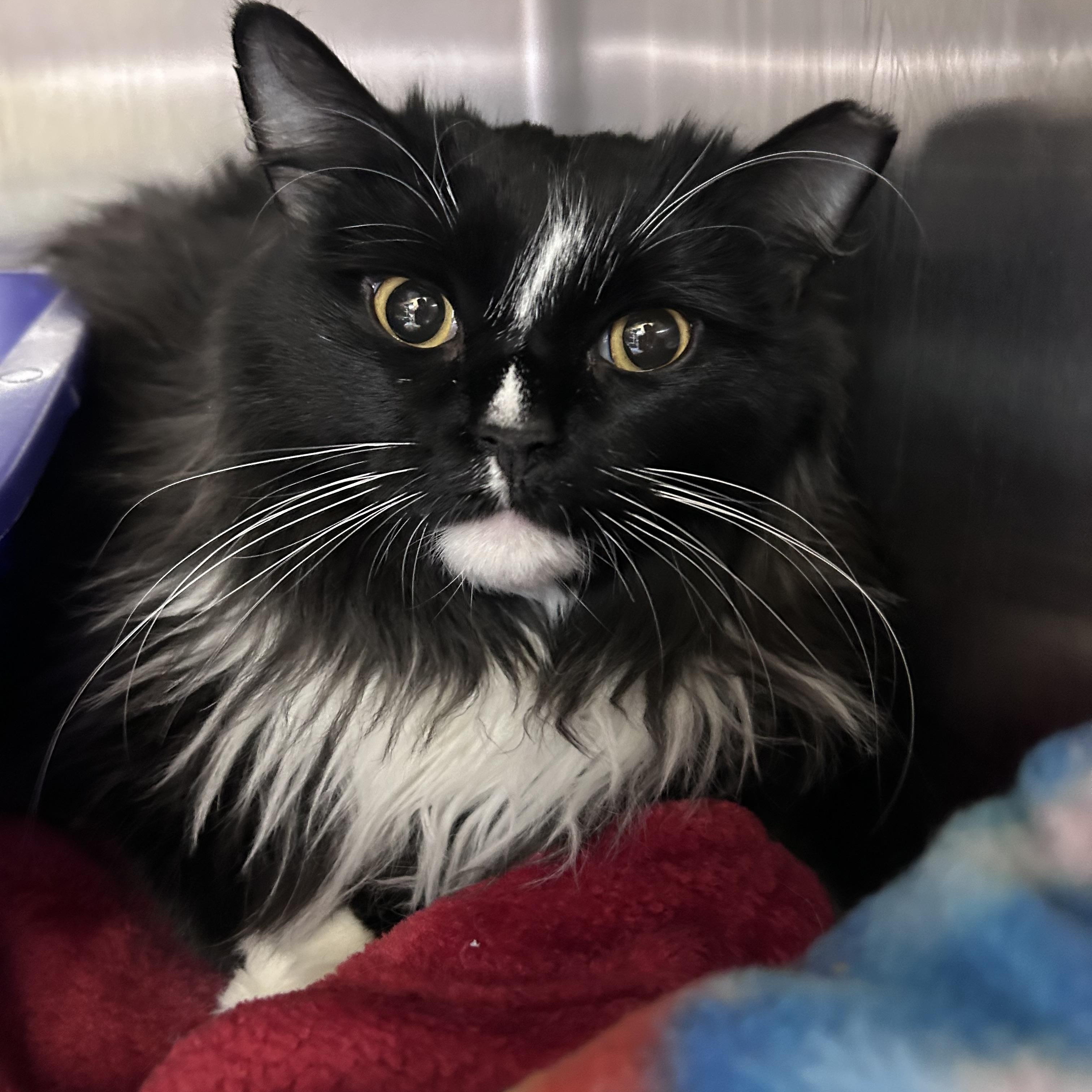 Enlarge Lightning, an adoptable mixed breed in Greensboro, NC image 3/6