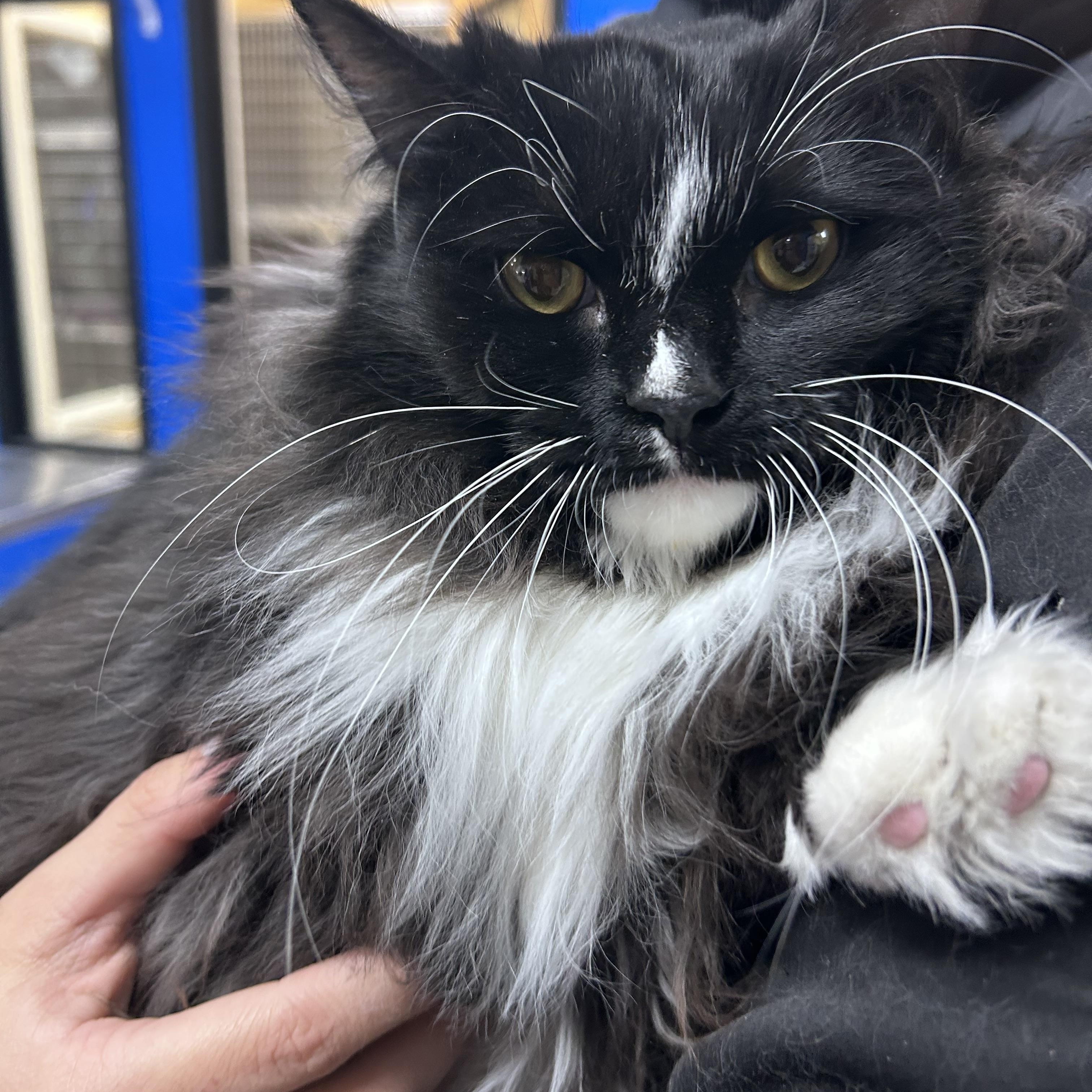 Enlarge Lightning, an adoptable mixed breed in Greensboro, NC image 4/6