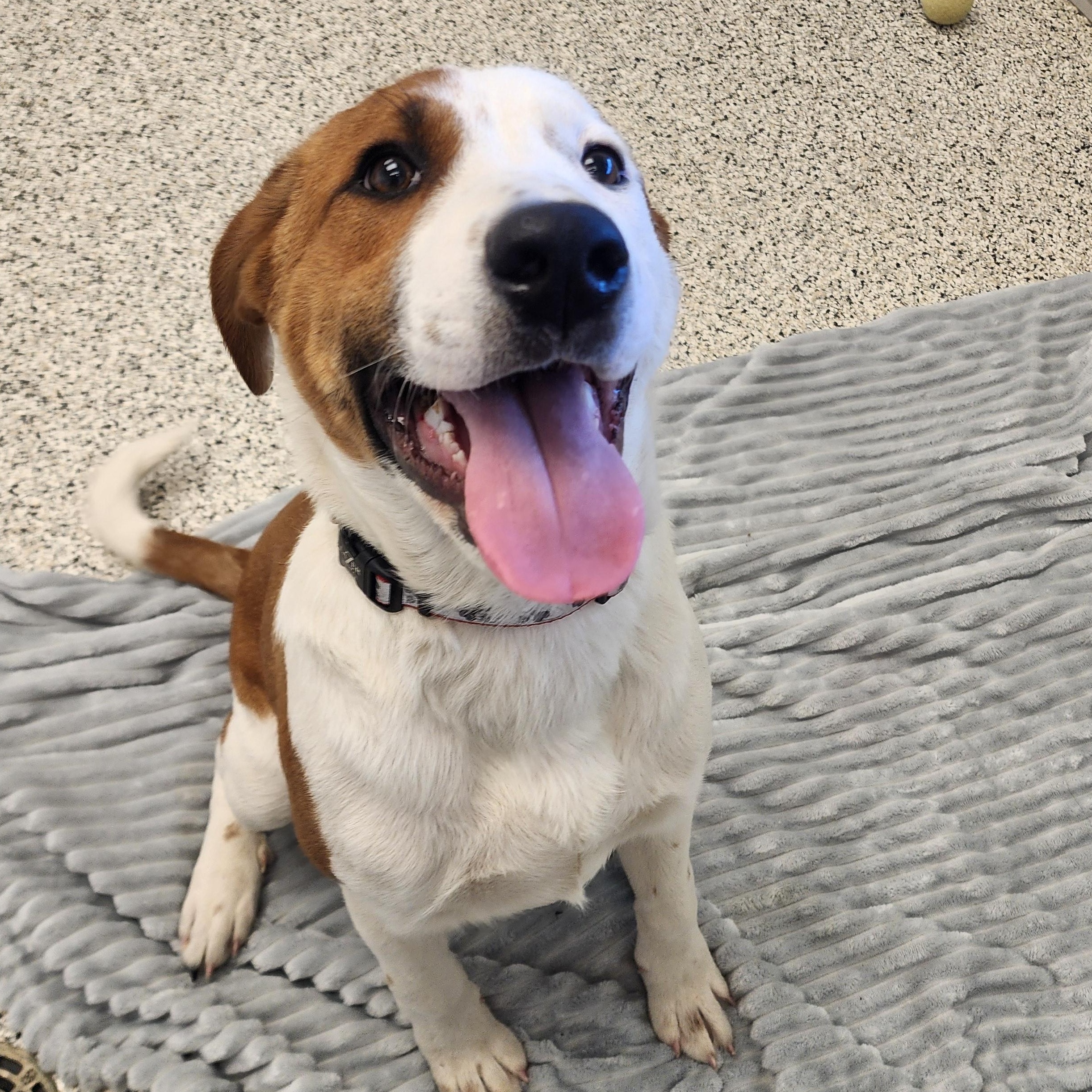 Charles, ADOPTABLE, Puppy Male Mixed Breed.