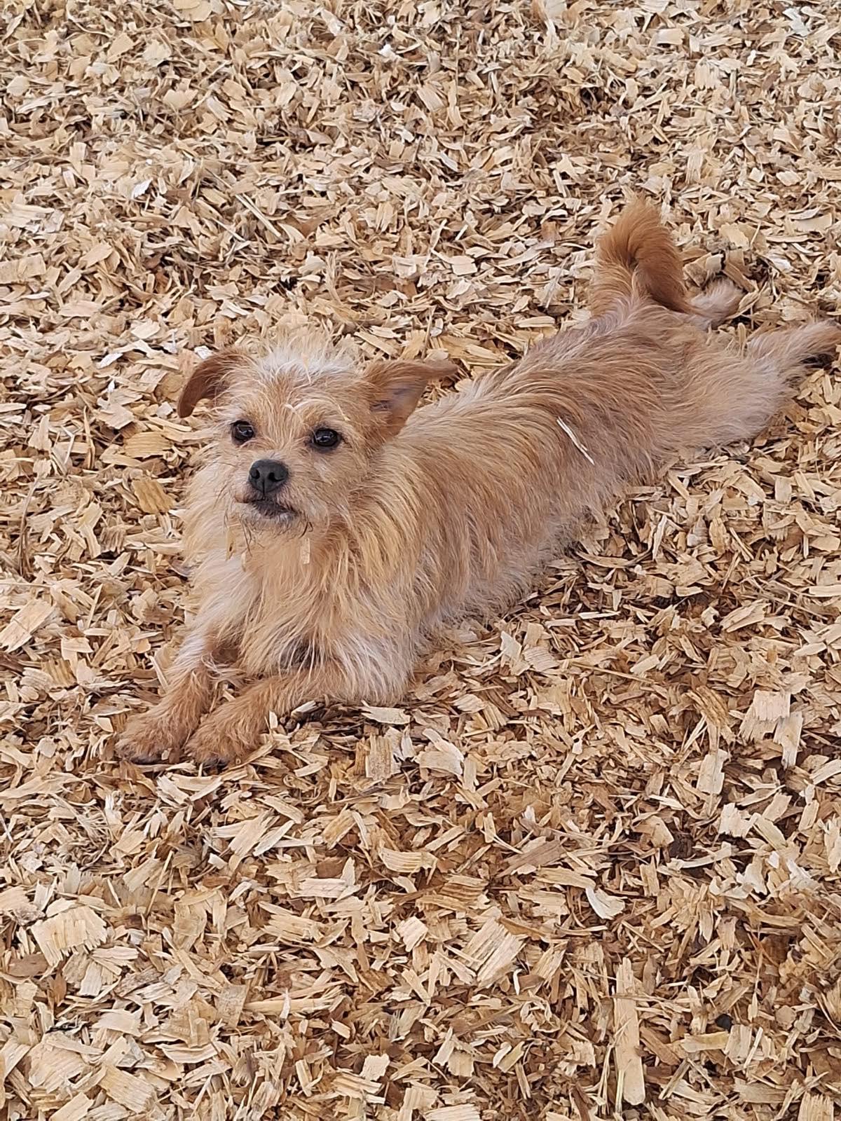 Bebe, ADOPTABLE, Adult Female Norwich Terrier.