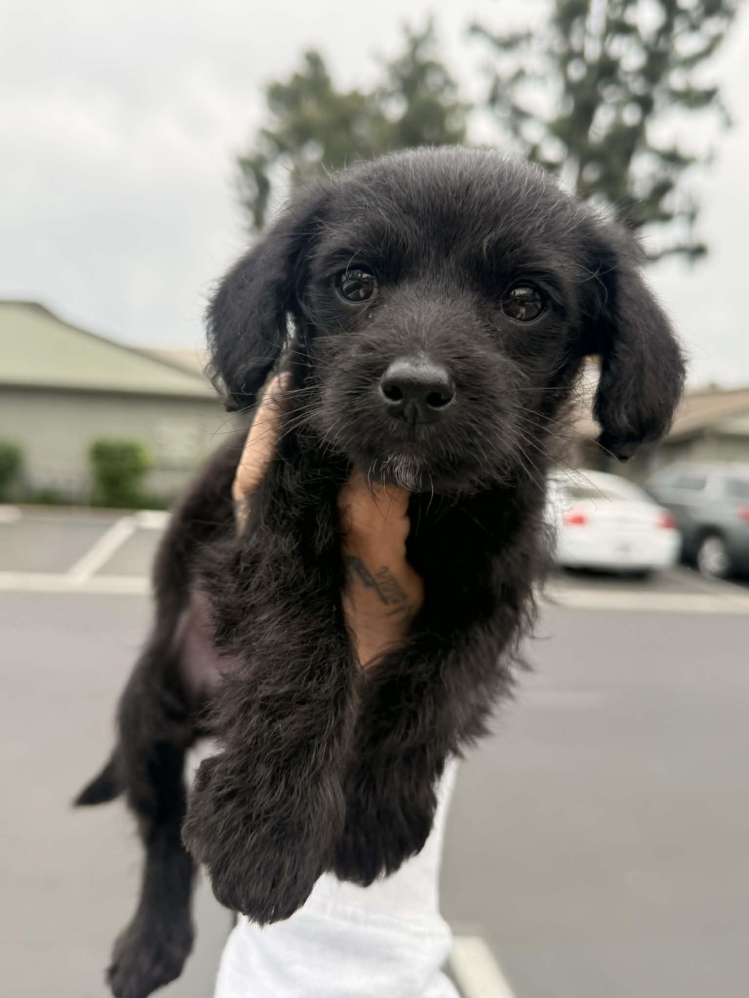Stallone, adopted, Puppy Male Chihuahua & Poodle (Toy).