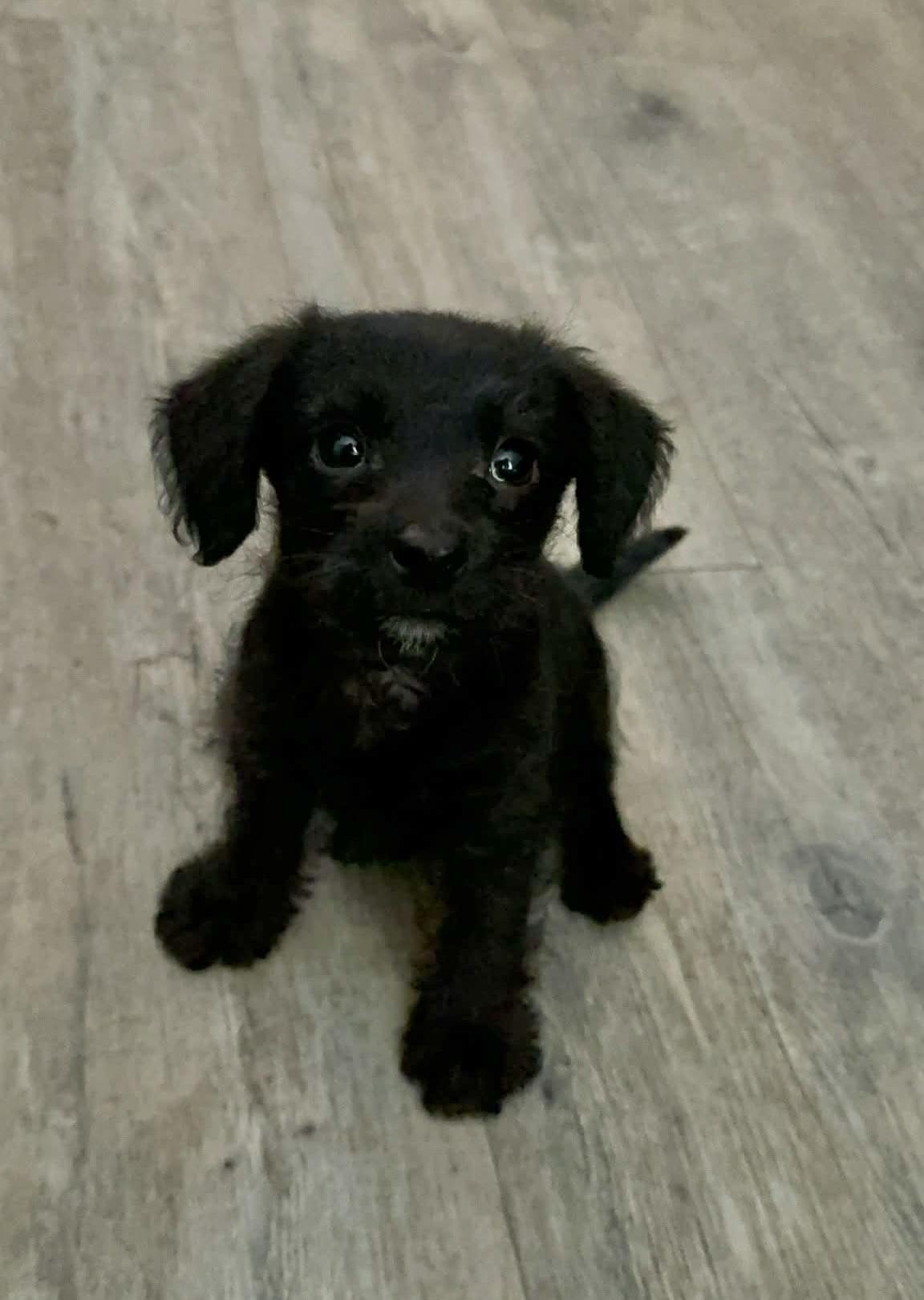 Enlarge Stallone, an adopted mixed breed in Beavercreek, OR image 2/6