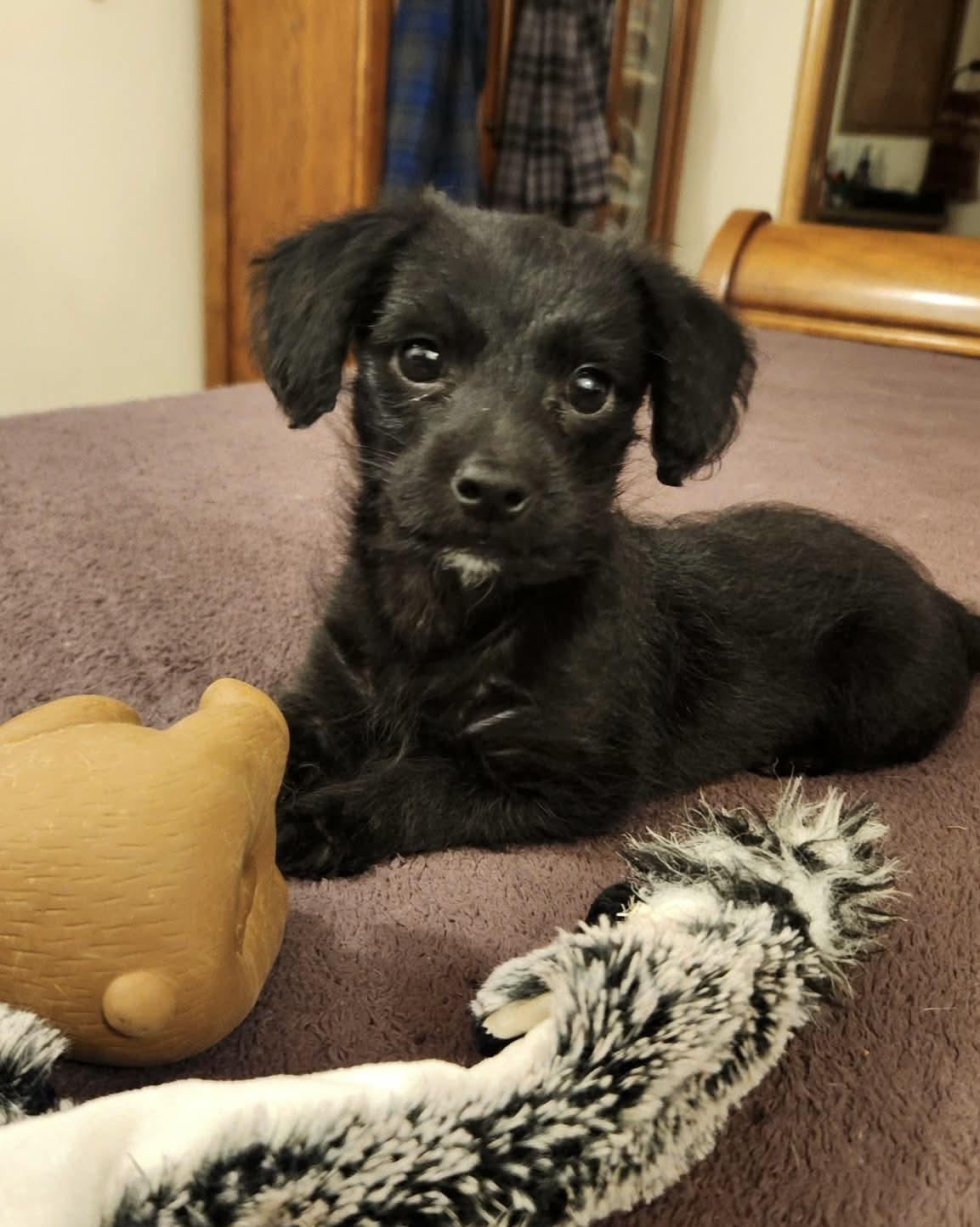 Enlarge Stallone, an adopted mixed breed in Beavercreek, OR image 3/6