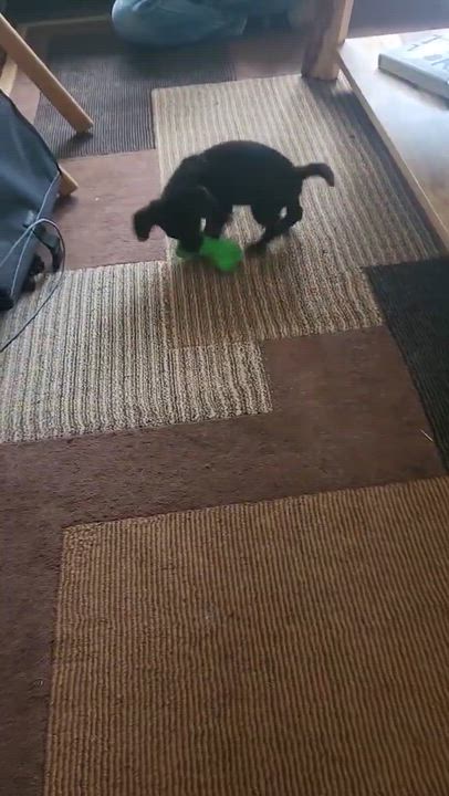 Enlarge Stallone, an adopted mixed breed in Beavercreek, OR video 6/6