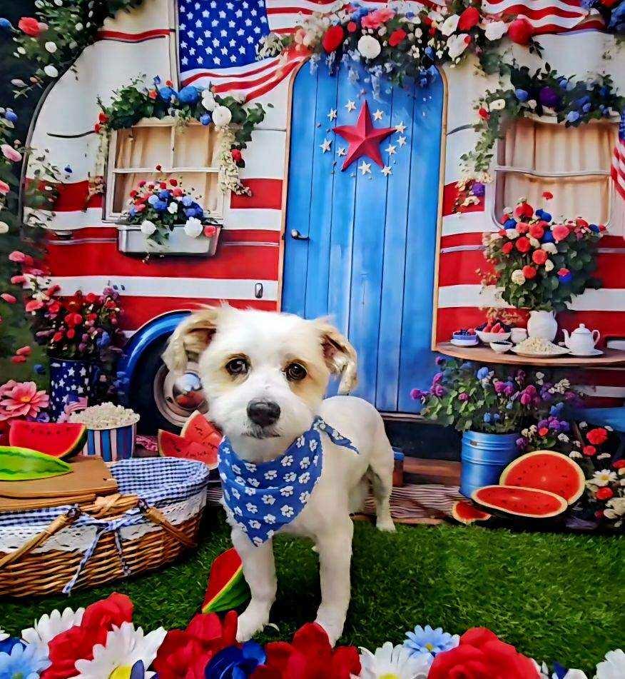 Cello, Young Male Parson Russell Terrier