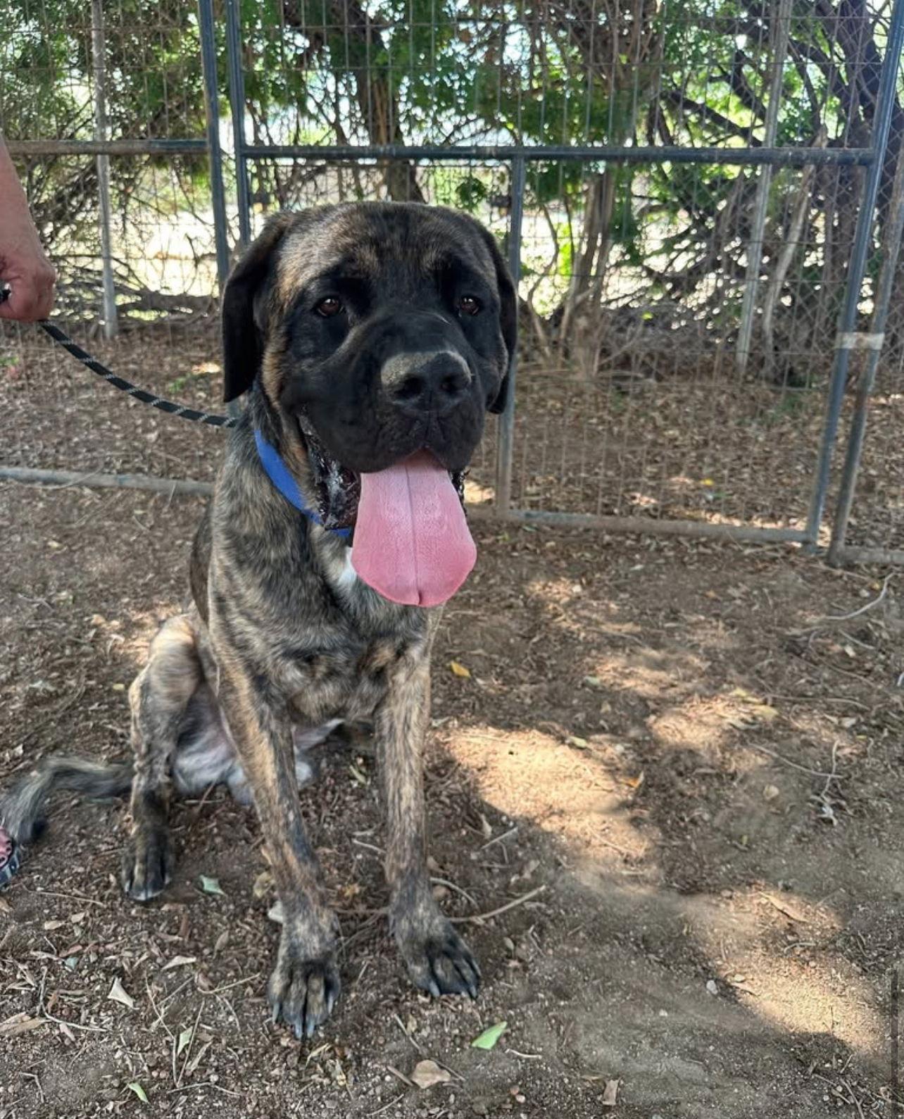 Teddy ADOPTED, Adopted, Young Male Mastiff.