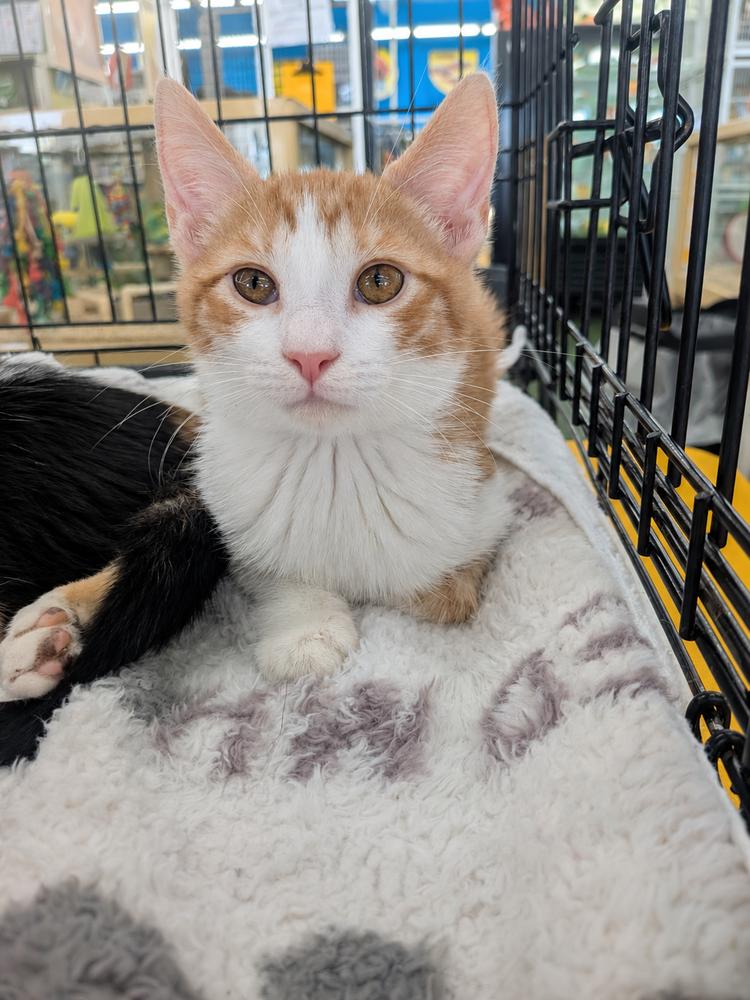 Zach, Adoptable, Kitten Male Domestic Short Hair.