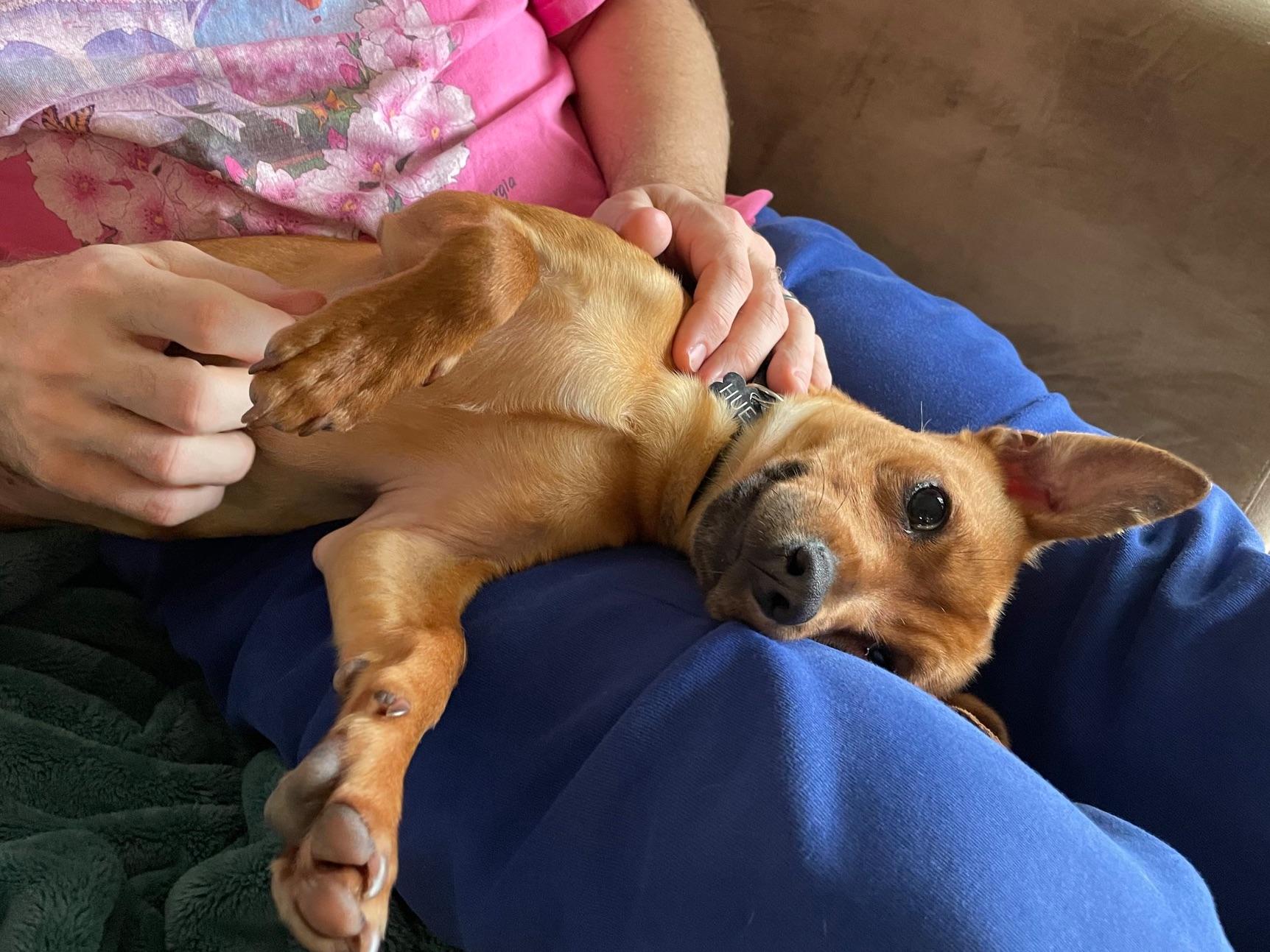 Enlarge Richy, an adopted mixed breed in Portland, OR image 2/6