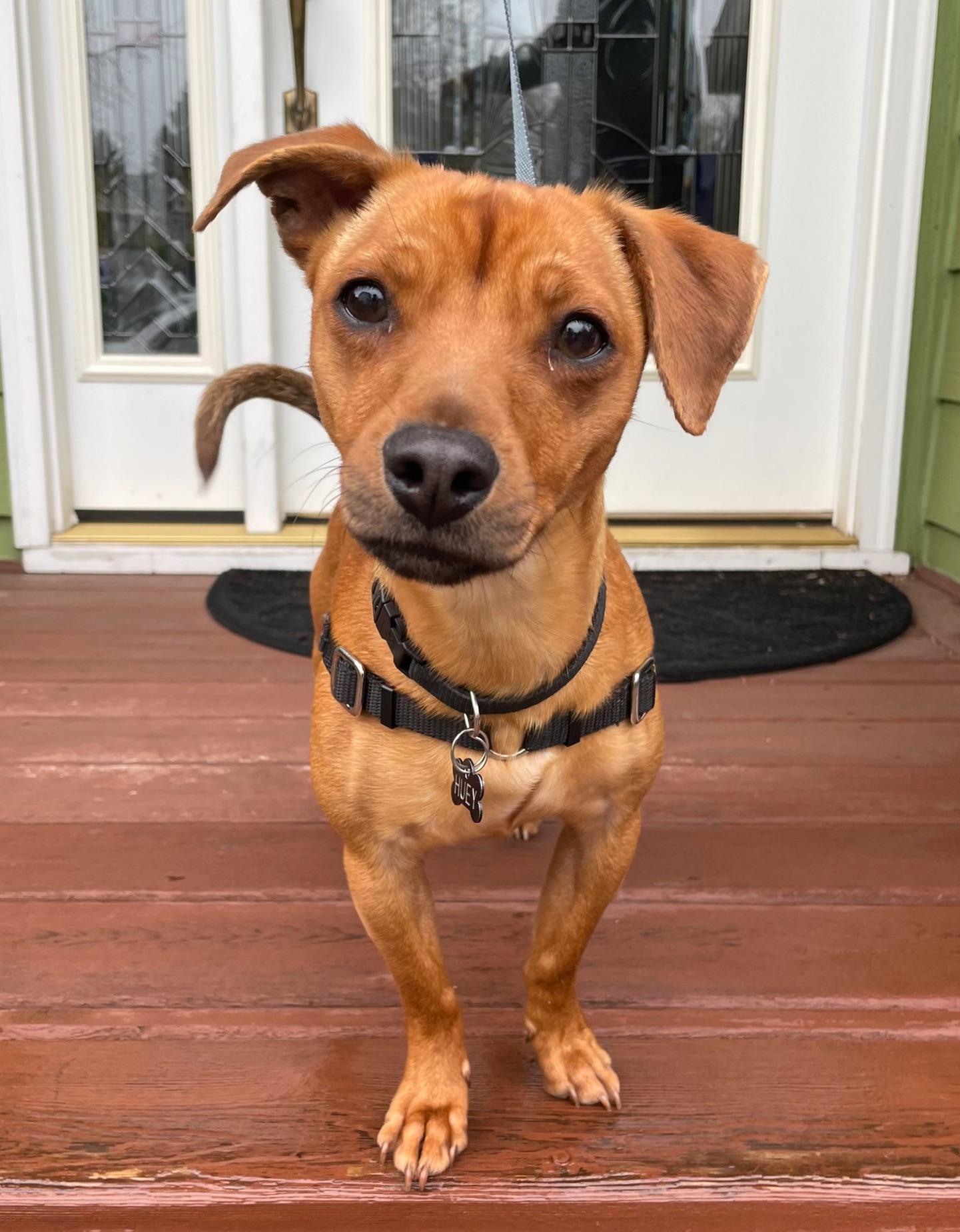 Enlarge Richy, an adopted mixed breed in Portland, OR image 6/6