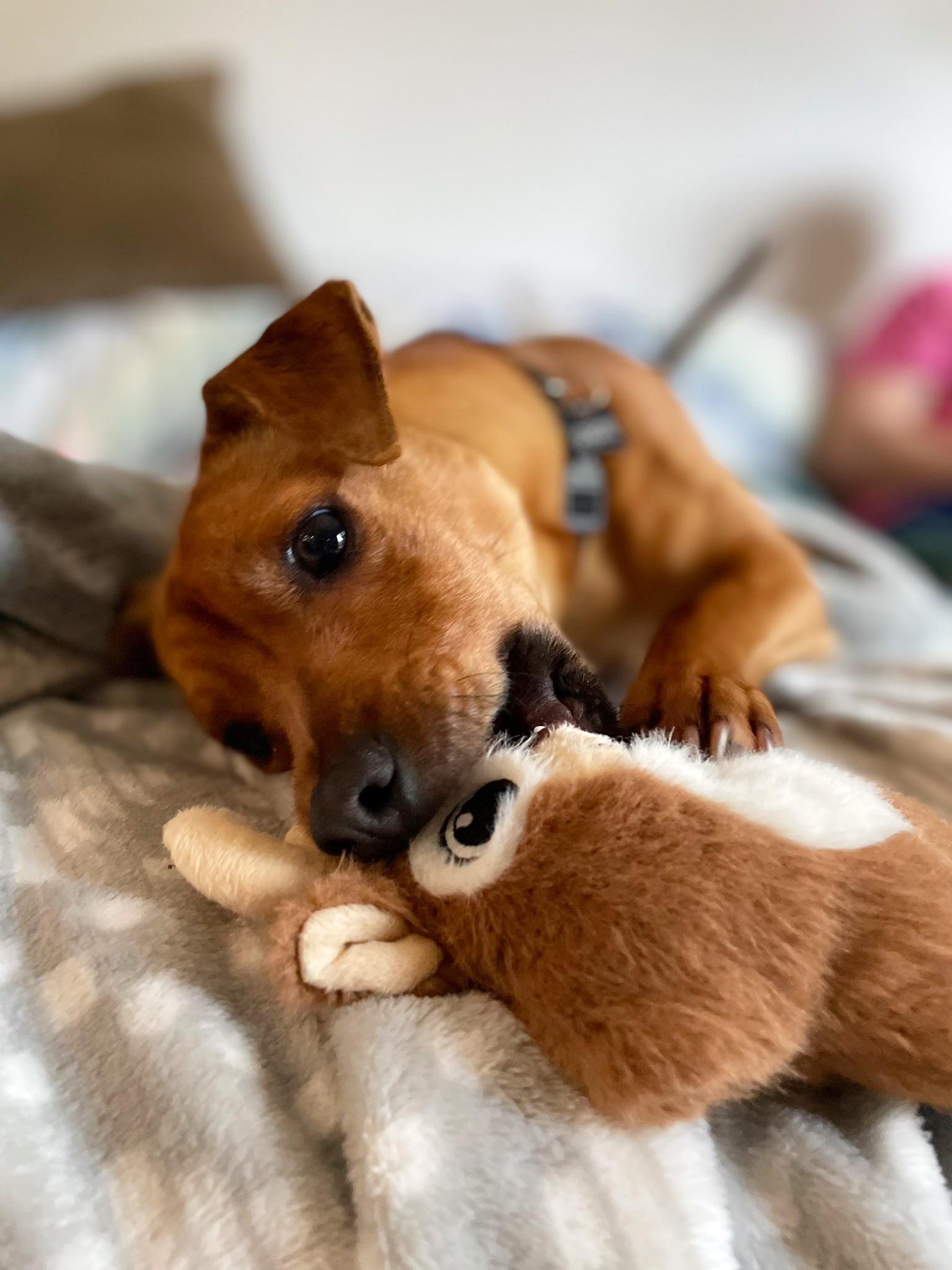 Richy, adopted, Young Male Chiweenie.