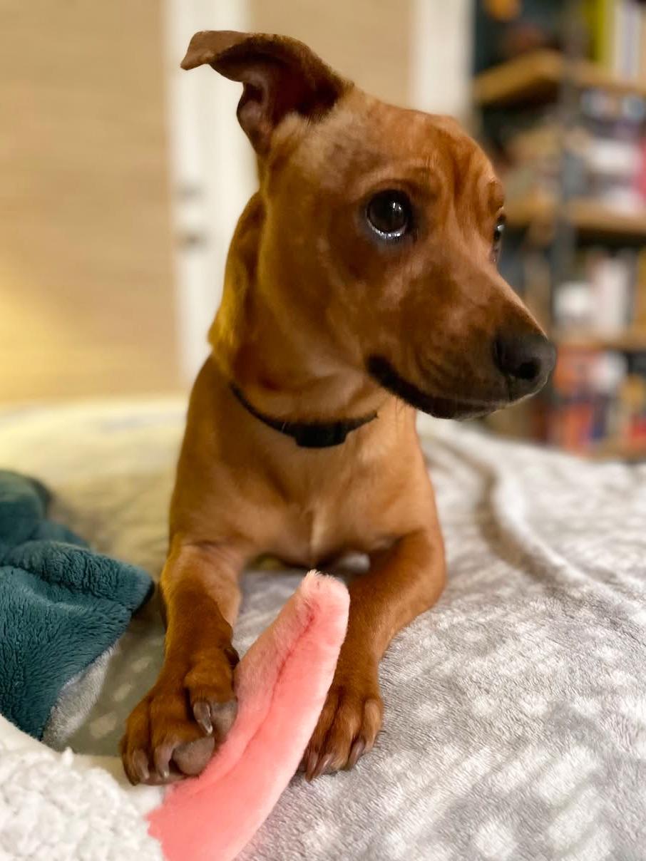 Enlarge Richy, an adopted mixed breed in Portland, OR image 4/6