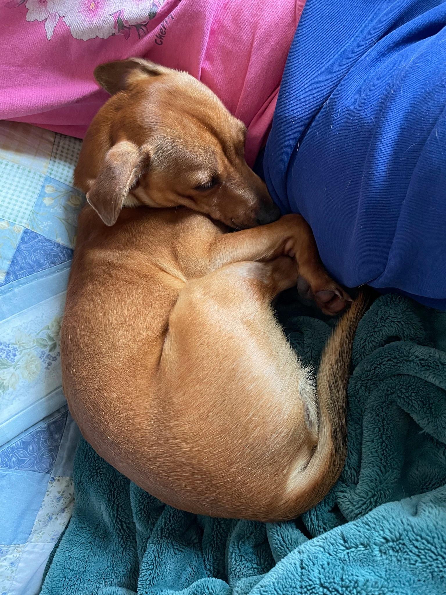 Enlarge Richy, an adopted mixed breed in Portland, OR image 5/6