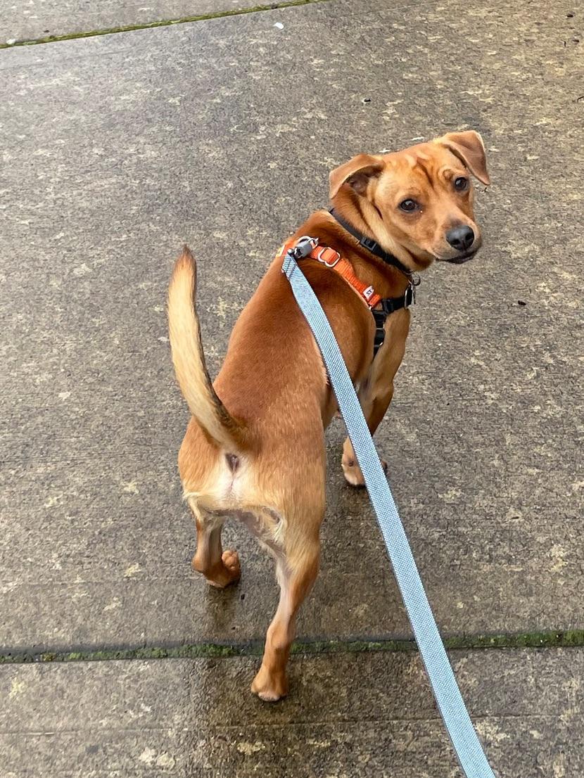 Enlarge Richy, an adopted mixed breed in Portland, OR image 3/6