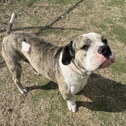 Enlarge Knuckles, an adopted mixed breed in Inverness, FL image 2/3