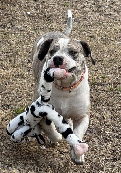 Enlarge Knuckles, an adopted mixed breed in Inverness, FL image 3/3