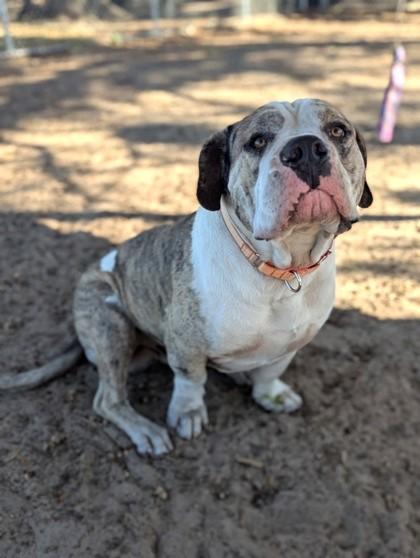 Enlarge Knuckles, an adopted mixed breed in Inverness, FL image 1/3
