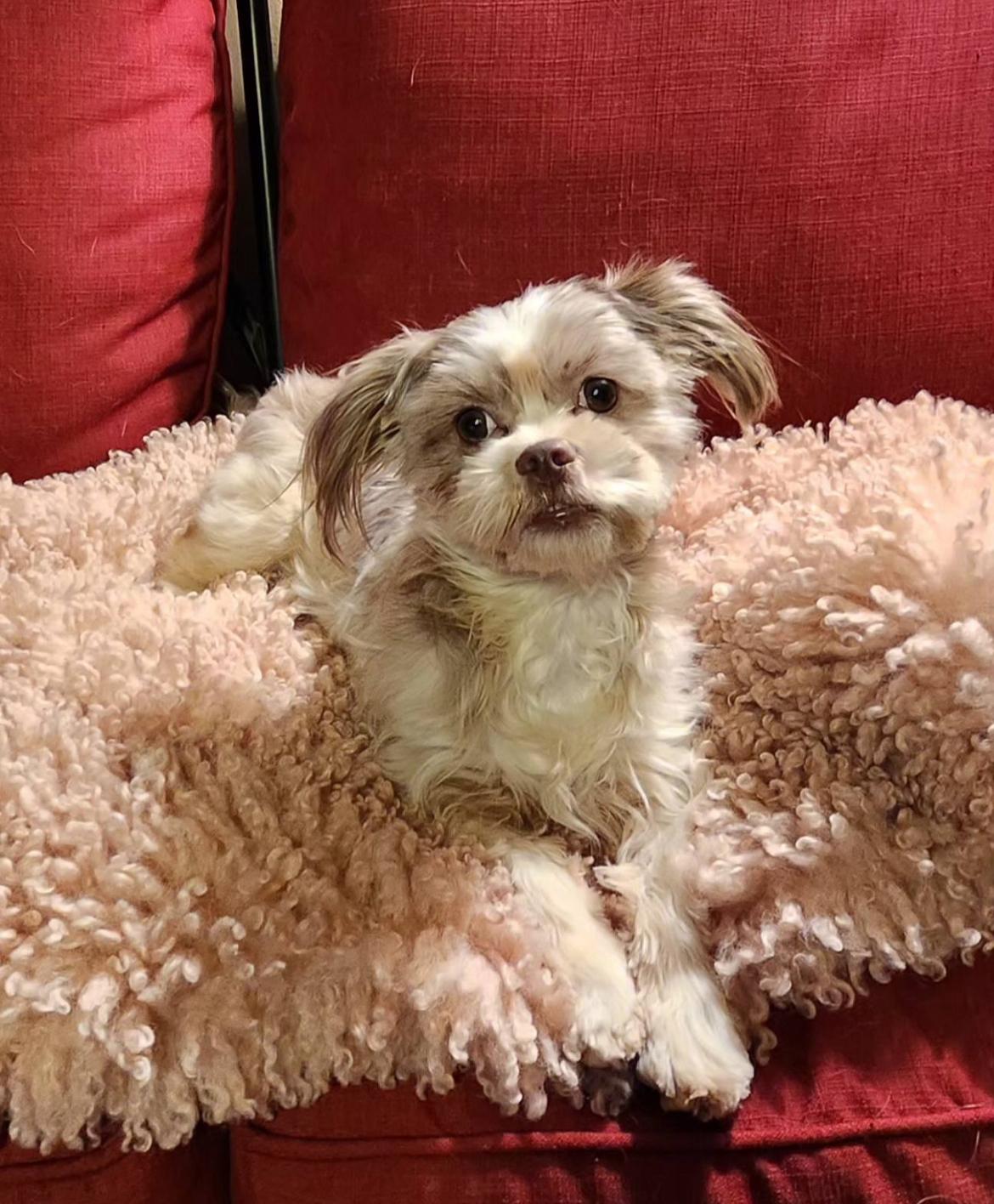 Buster and Bonnie, adopted, Adult Female Shih Tzu & Yorkshire Terrier.