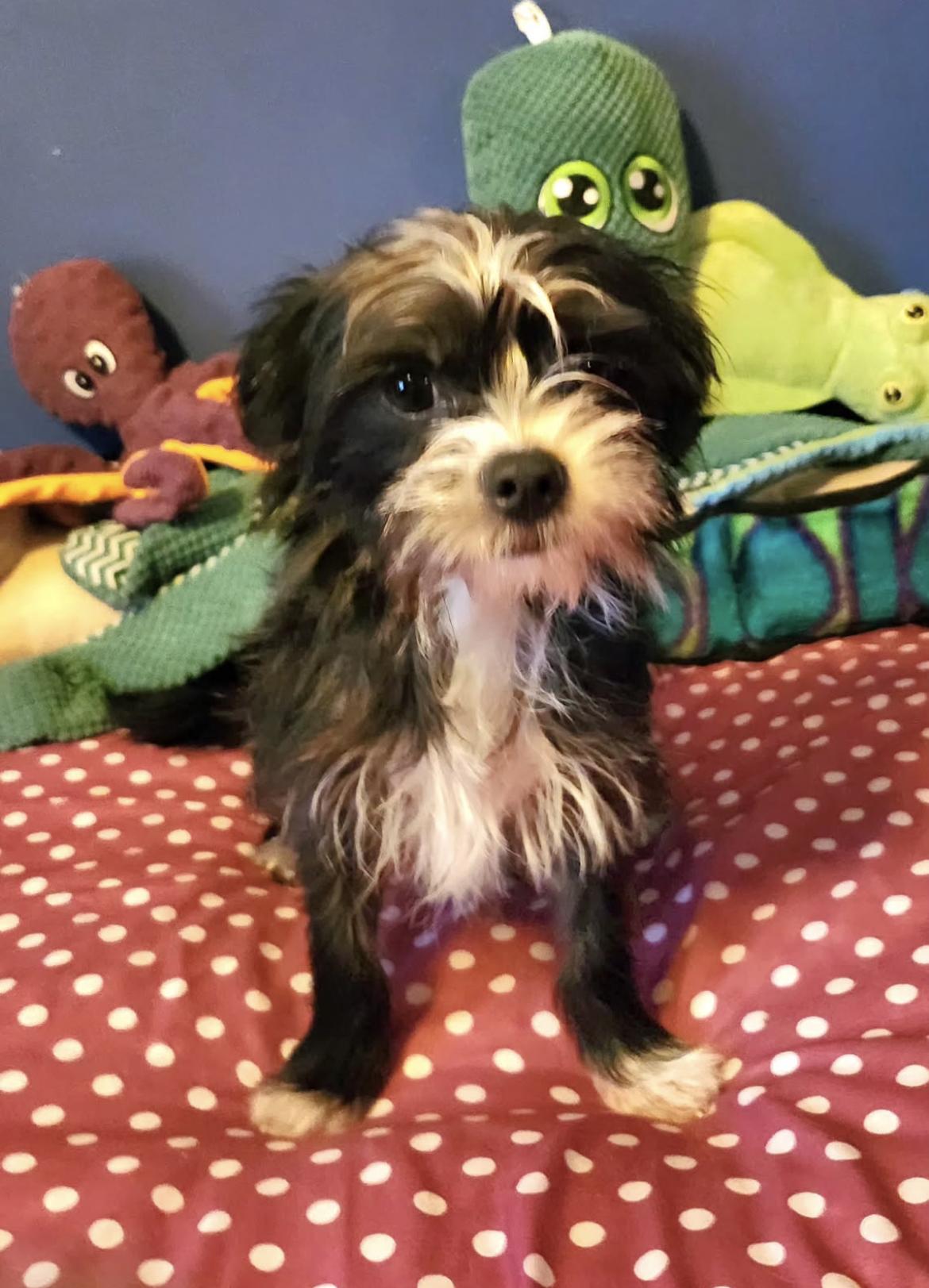 Enlarge Buster and Bonnie, an adopted mixed breed in Gordonsville , VA image 2/3