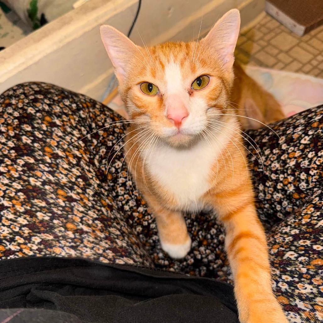 Enlarge Leo (The Lionhearted), a Adoptable Domestic Short Hair in Kansas City, MO image 1/1