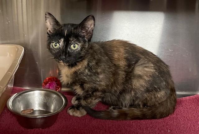 Squeaky, ADOPTABLE, Young Female Domestic Short Hair.