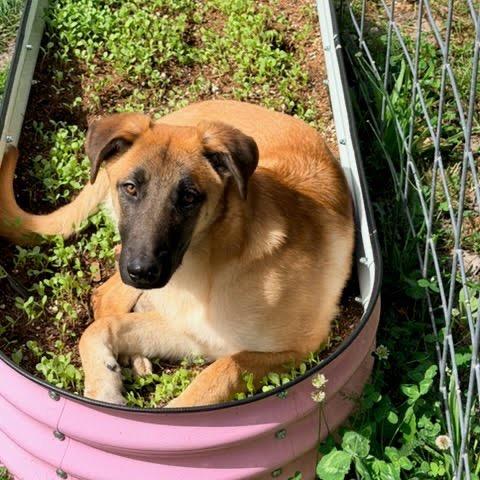 Roofus, Adoptable, Young Male German Shepherd Dog & Mixed Breed.